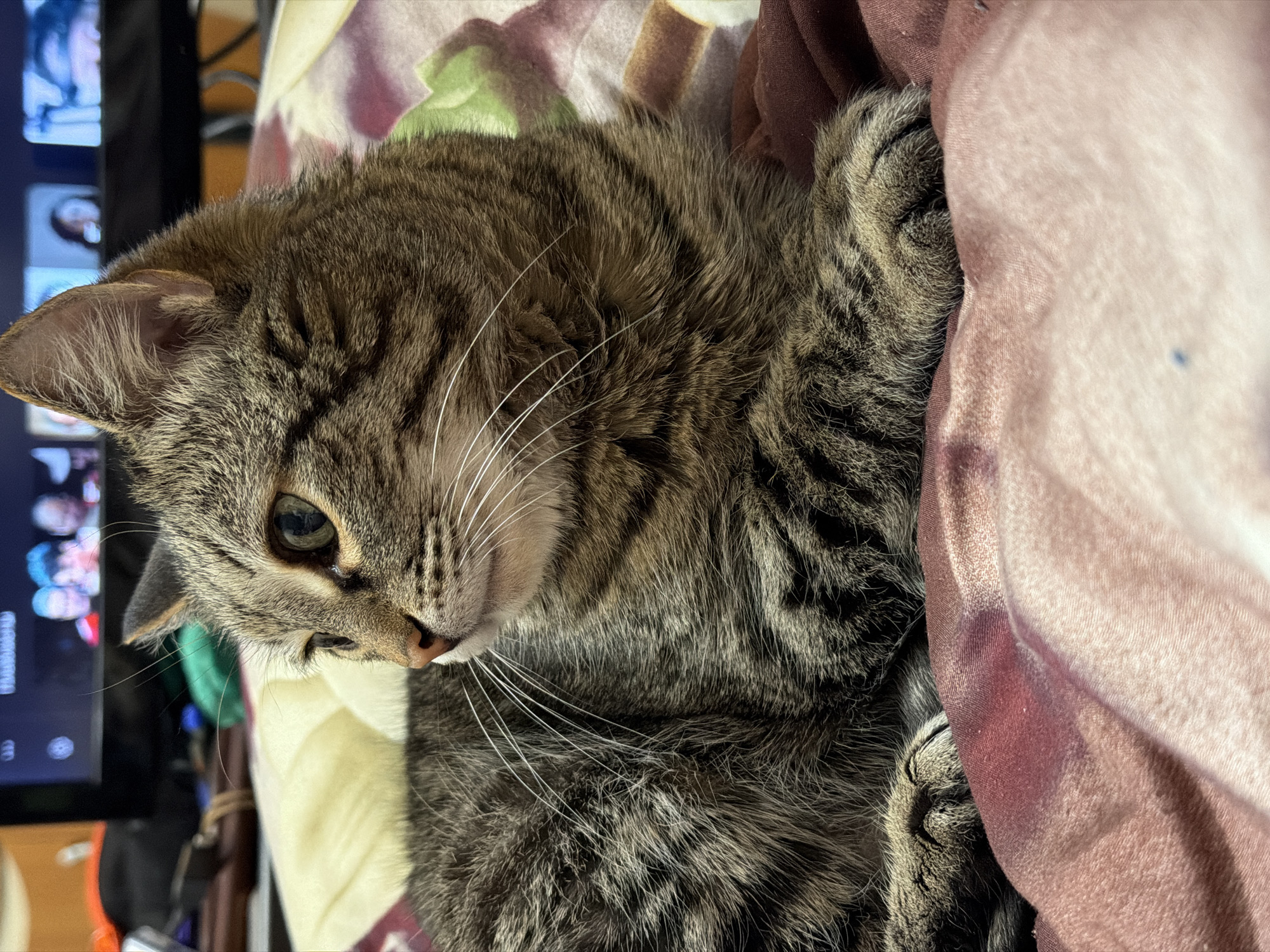 A close-up shot depicts a tabby cat lying on a patterned blanket or bedspread. The cat's face is turned slightly towards the left, with one eye visible. The cat's fur is primarily gray and brown, with dark stripes. The cat's whiskers are prominent and white. A blurred television screen is visible in the background. The scene does not provide any information about the city of Izhevsk, Russia.