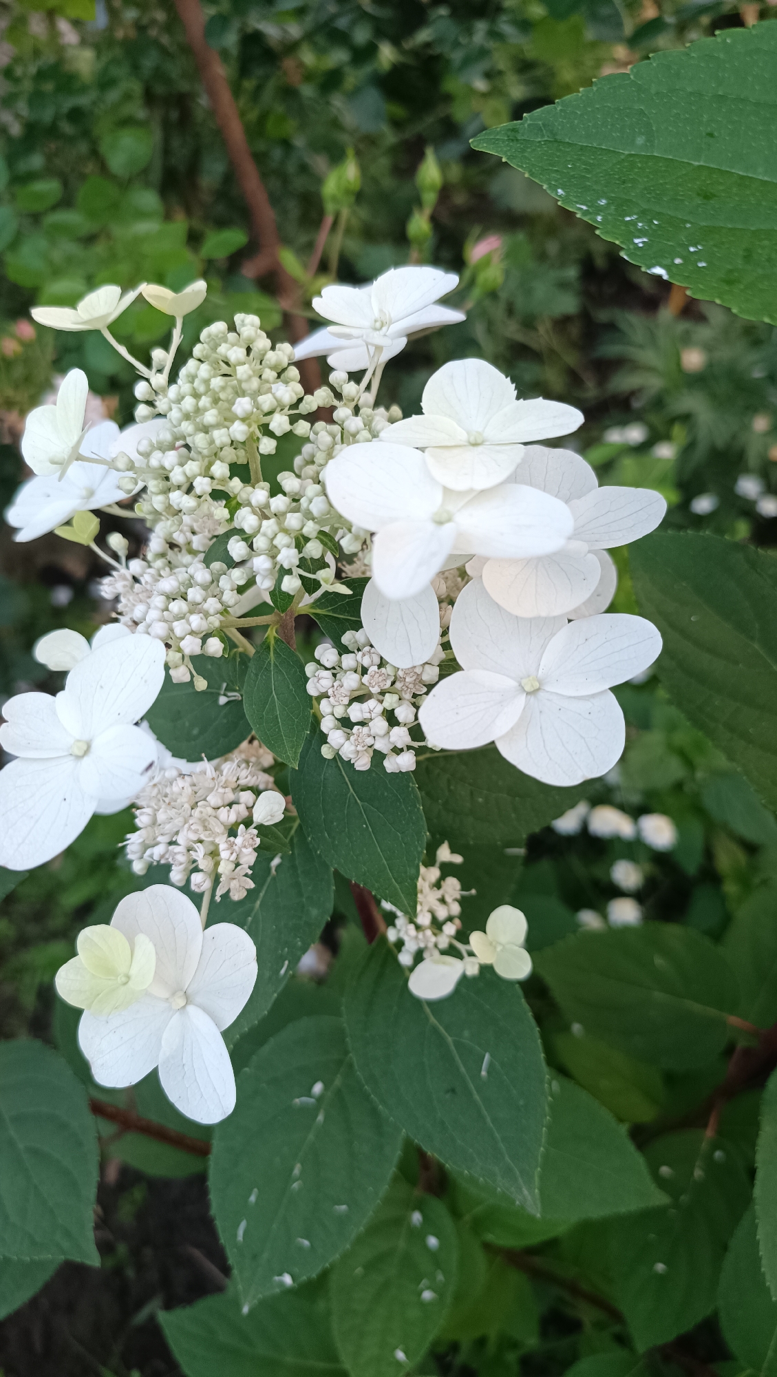This image depicts a close-up view of white hydrangea flowers in bloom, set against a backdrop of green foliage. The flowers are composed of numerous small, delicate petals, some of which have a slight yellow tint. The leaves of the hydrangea plant are large and serrated, with some appearing to have small white specks on their surfaces. The background is a blur of greens and browns, suggesting a natural, outdoor setting. There are no people or animals visible in the frame. The lighting suggests it may be a shaded area, possibly in the late afternoon or early morning. This scene is not located in the city of Karsha, Russia, as no specific location is indicated.