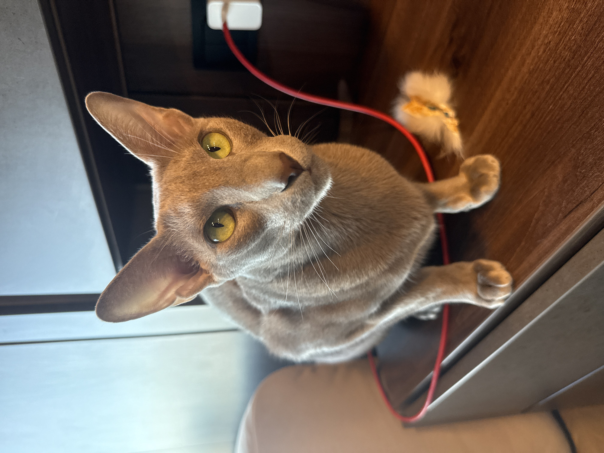 An eye-level, slightly upward-angled shot captures a sleek, light-colored cat, resembling an Oriental Shorthair, with prominent green-yellow eyes and large, pointed ears. The cat's short, smooth fur appears fawn, lilac, or light grey. It looks directly at the camera with an intense, curious, and alert expression, its whiskers fanning out from its nose.
The cat is positioned on a dark brown wooden surface, possibly a desk or shelf. A vibrant red cable or string snakes across the surface near the cat, leading to a white plug or adapter visible in the darker background directly behind the cat. To the cat's right, a small, white and yellow/orange fluffy toy is visible, with one of the cat's paws resting near it, suggesting interaction or play. The background above the cat is a lighter, off-white or light grey surface, possibly a wall or the underside of another piece of furniture, with some dark linear elements indicating structural edges. The scene takes place indoors, illuminated by ambient light. No text is visible in the image.