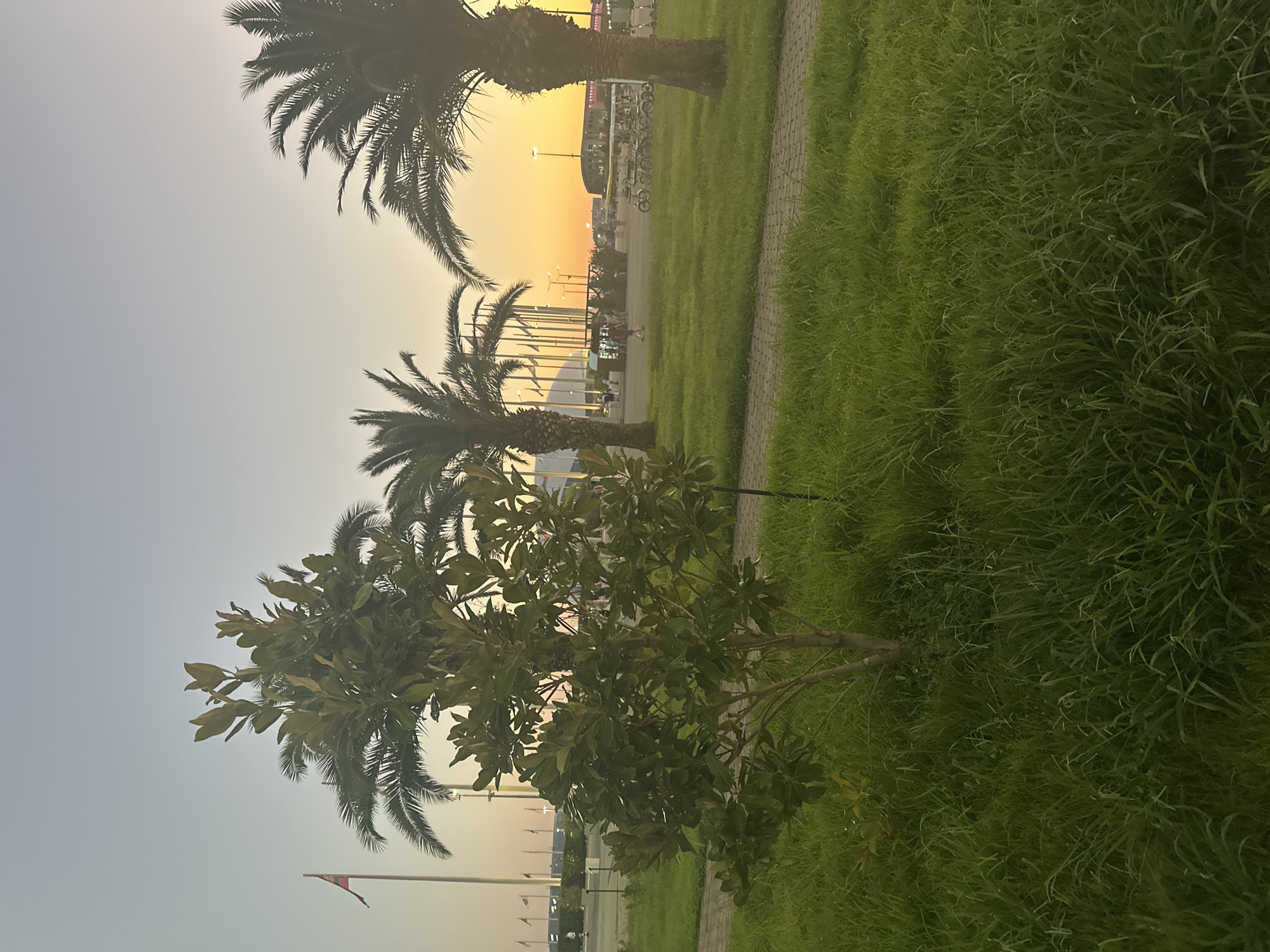 The image depicts a park area in Sochi, Russia, at dusk. In the foreground, a young tree with dense green foliage stands on a patch of grass. To the right, a paved walkway is visible, also lined with grass. In the mid-ground, several tall palm trees are scattered across the scene, with their fronds silhouetted against the sky. Behind the palm trees, a line of flags on tall poles can be seen, along with some buildings and streetlights. The sky is a gradient of pale blue at the top, transitioning to a warm yellow and orange glow near the horizon, indicative of a sunset. A few people are walking in the distance, and a row of bicycles is parked. The overall atmosphere is peaceful and serene, with the warm light of the setting sun casting a soft glow over the landscape.