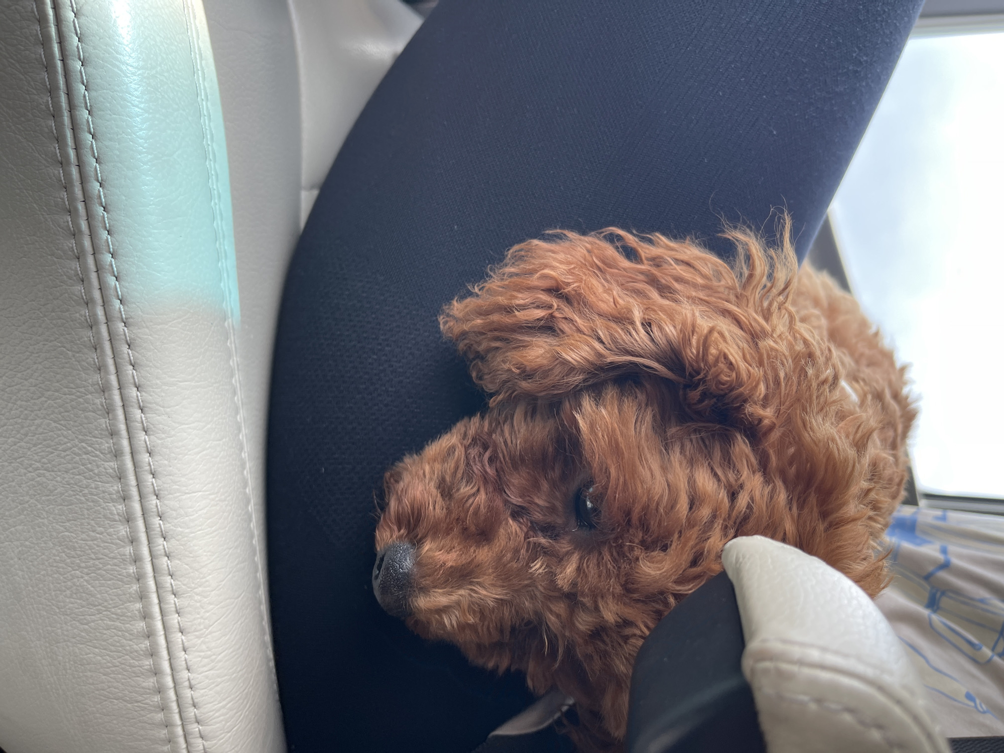 A small, reddish-brown, curly-haired canine rests its head on a human leg clad in dark blue or black fabric, suggesting a state of repose. The dog's eye is partially visible, directed downwards. Below the leg, a light-colored, possibly cream or off-white, leather or faux-leather surface with visible stitching lines is present, consistent with a vehicle's interior seating. A blue-green reflection is evident on this surface. In the background, an overcast sky is visible through a window, indicating an outdoor environment beyond the vehicle. A patterned, light-colored fabric is also visible in the upper background. The scene takes place inside a vehicle, in the city of Anton, Bulgaria.