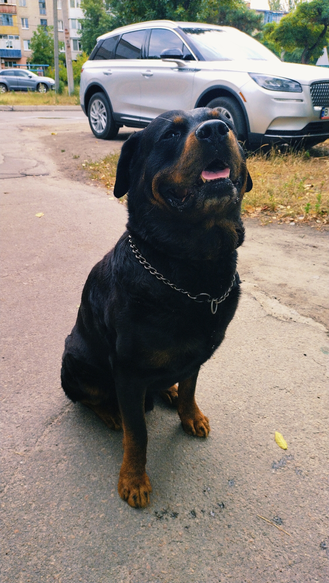 A Rottweiler dog sits on an asphalt surface in front of a light-colored SUV in a city environment. The dog, wearing a metal chain collar, has its mouth open and tongue out, looking upwards. In the background, there is a multi-story building, trees, and another parked car. The scene appears to be outdoors on a paved road or sidewalk. The lighting suggests it is daytime. The location is identified as Horishni Plavni, Ukraine.