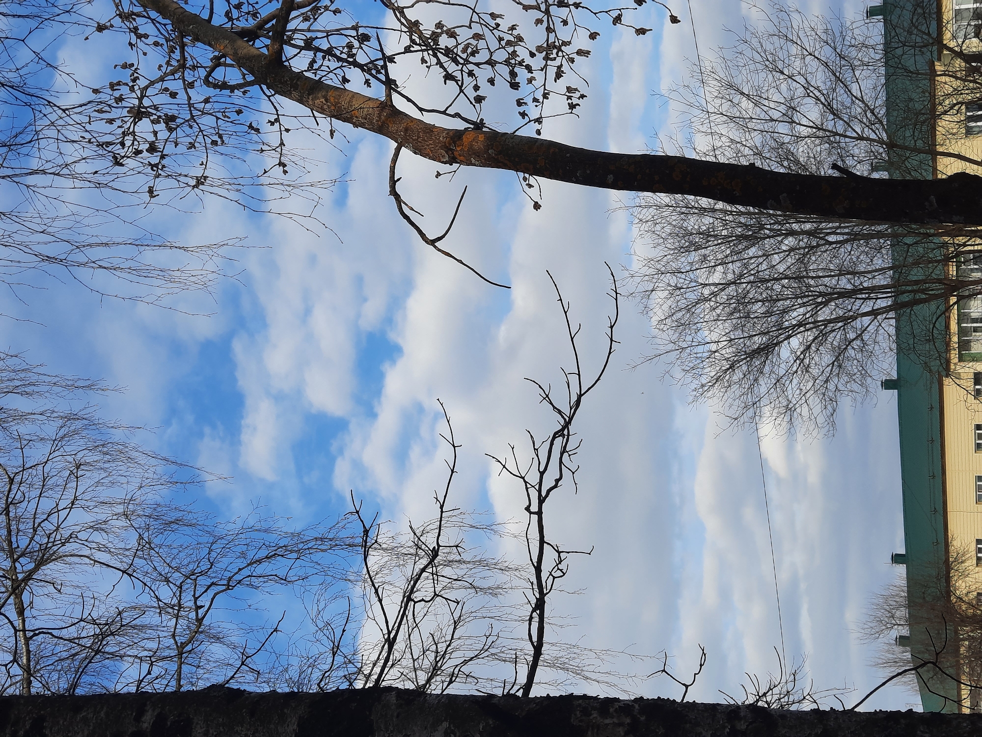 The image is taken from a low angle, looking up at a cloudy blue sky framed by bare tree branches. A building is partially visible on the right side of the frame, with a green roof and beige walls. In the foreground, there is a dark, textured surface, possibly a wall or ground, from which the trees appear to grow. The overall impression is one of a late autumn or early winter scene. No people are visible in the image. The location provided is Krasnogorskoye, Russia.