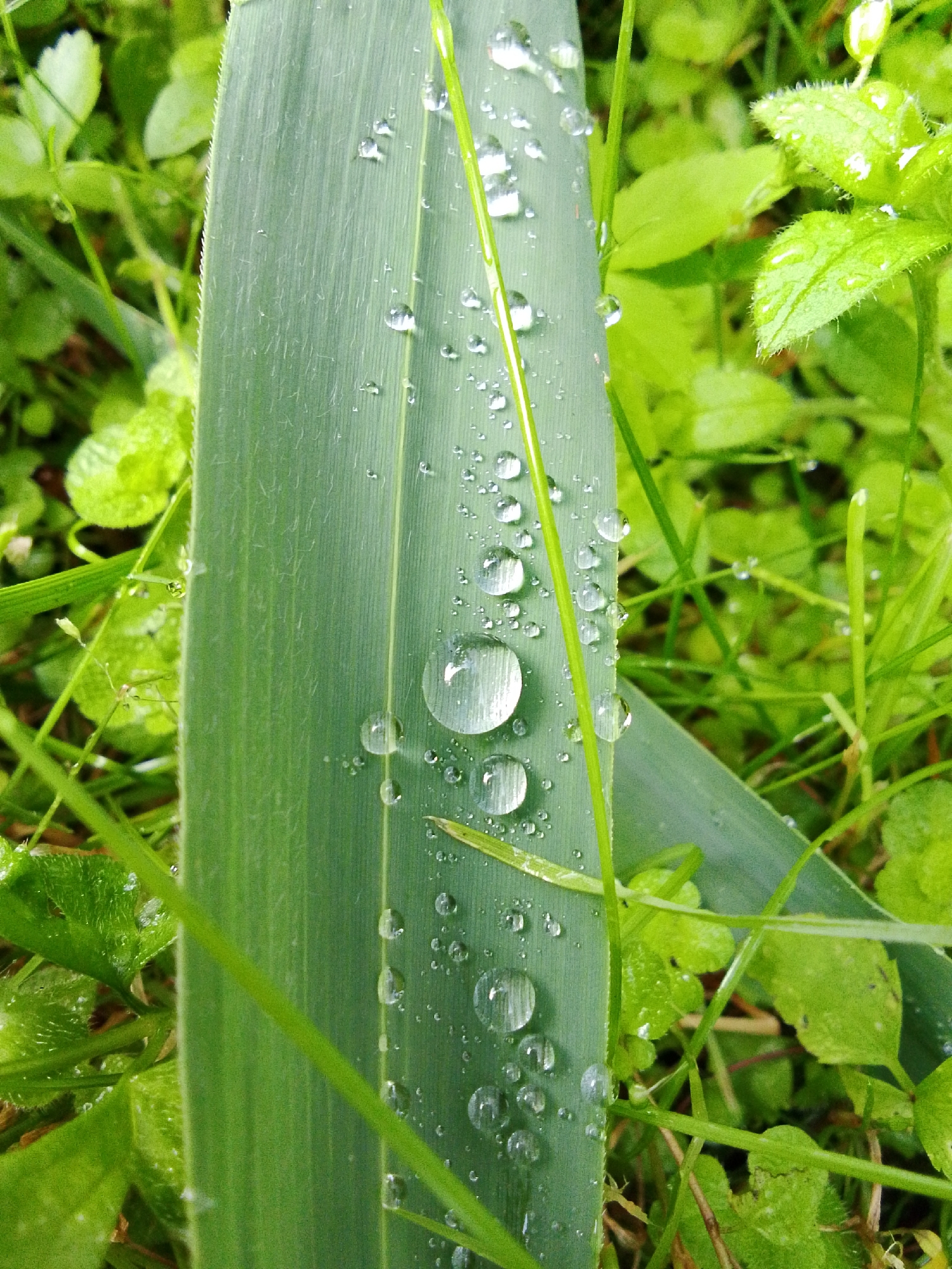 A close-up, eye-level shot captures a broad, green blade of grass covered in numerous clear, spherical water droplets of varying sizes. The grass blade, positioned vertically in the center of the frame, exhibits distinct parallel veins. A thin green stem runs diagonally across the frame from the top left to the middle right, also adorned with water droplets. The background is a soft-focus blur of lush green foliage and blades of grass, with some droplets visible on the surrounding plants, suggesting a natural, damp environment. The lighting is soft and diffused, typical of an overcast day or early morning. There are no people, animals, or man-made objects visible in the scene. The image composition focuses on the texture and reflective qualities of the water droplets on the vegetation.