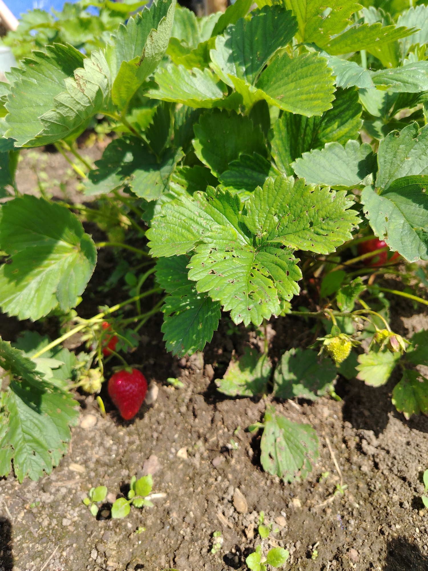 A close-up, outdoor, high-angle shot captures a strawberry plant in soil. In the foreground, a single ripe strawberry, bright red and heart-shaped, rests on the dark brown soil. The strawberry is slightly blurred, indicating it is closer to the camera. Surrounding the strawberry are a few small, green sprouts and tiny white pebbles scattered on the soil. Behind the strawberry, the plant's large, green leaves dominate the frame. Some leaves show signs of damage, with small holes and brown spots. The leaves are a vibrant green, with some slightly wilting or damaged edges. A few immature, green strawberries are also visible on the plant, along with yellow flowers. The background is softly blurred, hinting at more foliage and a bright, possibly blue, sky above. The overall impression is a sunny day in a garden setting.