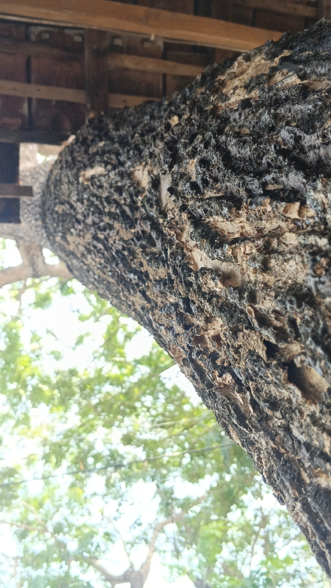 A close-up, low-angle shot captures the textured bark of a large tree trunk, angled diagonally across the frame. The bark is rough and uneven, with dark, porous areas interspersed with lighter, rough patches. Above the trunk, wooden beams and rafters of a building are visible, suggesting the tree is near or under a structure, potentially in a rural or semi-rural setting. In the background, out-of-focus green foliage and bright sky suggest an outdoor environment. There are no people or animals present. The scene is likely located in Ngampel, Indonesia, given the context provided.