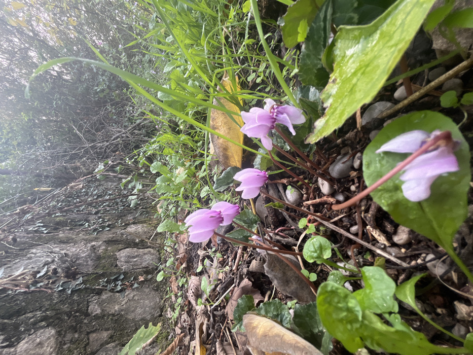 The image depicts a low-angle, ground-level view of wild vegetation in Rijeka Crnojevića, Montenegro. In the foreground and midground, a cluster of approximately five light purple cyclamen flowers (likely *Cyclamen repandum* or similar wild species) with reflexed petals are visible, growing from thin, reddish-brown stems. One cyclamen flower lies partially on a broad green leaf in the immediate foreground. The ground cover consists of dark soil, numerous small grey and white pebbles, scattered brown autumn leaves, and various small green herbaceous plants and grass. To the left, a textured stone wall, partially overgrown with dark green ivy, rises vertically. To the right and in the background, dense, blurred green foliage, indicative of trees and shrubs, forms a natural backdrop. The scene is illuminated by natural light, with a visible light source or atmospheric haze in the upper right quadrant. No human figures or man-made objects beyond the stone wall are present.