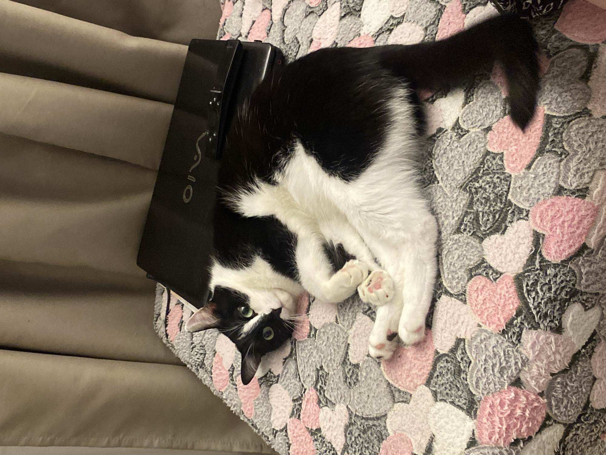 A black and white cat lies on a bed with a black laptop resting on its head. The cat is stretched out on a blanket with a heart pattern in shades of pink and gray. The cat is looking at the camera with green eyes. The laptop has the brand name "VAIO" printed on its surface. A tan-colored curtain is visible in the background on the left side of the frame.