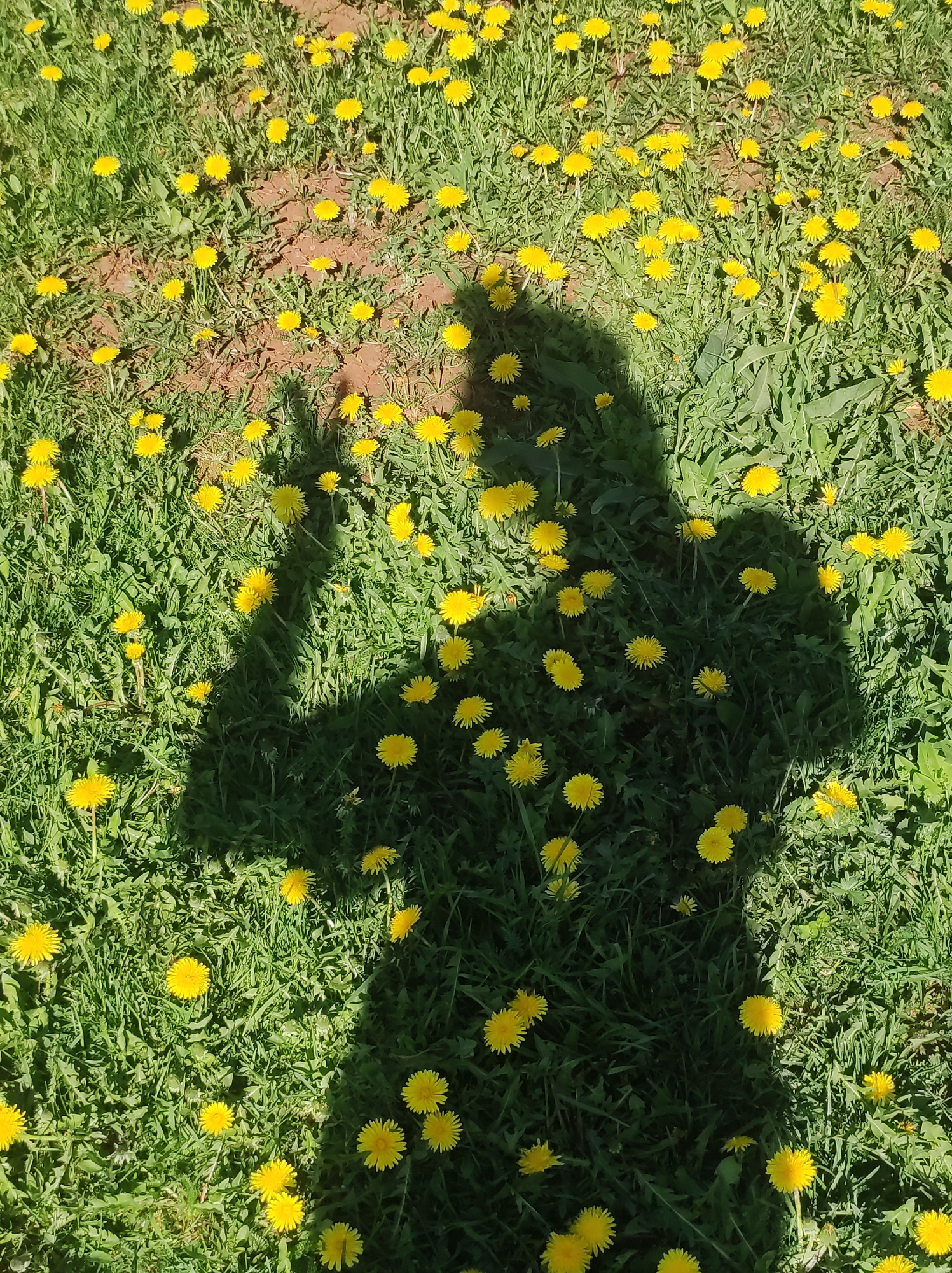 A ground-level perspective shows a sunlit meadow covered in green grass and yellow dandelions. A shadow of a person is cast over the scene, slightly obscuring the grass and flowers. The ground appears uneven and in some sections devoid of vegetation, and there are no indications in the image that place it definitively in Фоки, Russia.