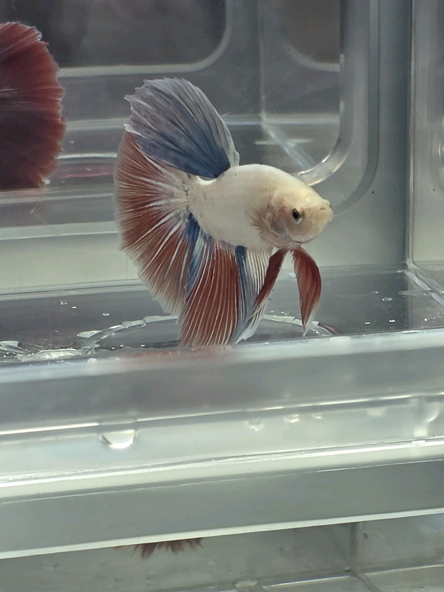 A betta fish with a white body and red, white, and blue fins swims in a clear plastic container. The container has a layered, metallic gray base and a clear plastic top. The fish is positioned in the center of the frame, with its fins spread. The background is blurry, showing the interior of a tank or similar enclosure. There is no discernible city or location information within the image.