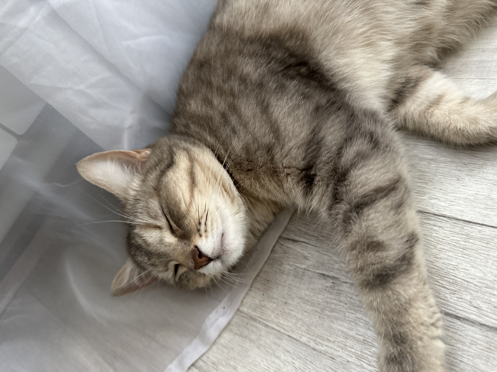 A gray tabby cat is sleeping on a light-colored, wood-grain floor. The cat is mostly on a white fabric, possibly a sheet or curtain. The cat is lying on its side with its eyes closed. The scene does not appear to be in Ольховка, Russia.