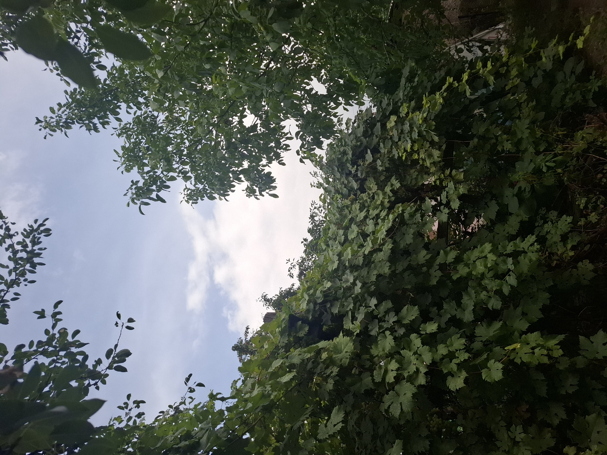 The image depicts a view looking up towards a cloudy sky through dense foliage of trees and vines. On the left side, branches with dark green leaves frame the sky. In the center and right, a thick canopy of grapevines with large, palmate leaves dominates the foreground. To the right, a taller tree with lighter green leaves is visible, interspersed with the vines. The scene appears to be an outdoor natural setting within a residential area, possibly a backyard or garden, in Almaty, Kazakhstan. There are no people or animals visible in the image. The lighting suggests it is daytime, with the sun partially obscured by clouds. The overall impression is one of abundant, untamed greenery against a pale sky.