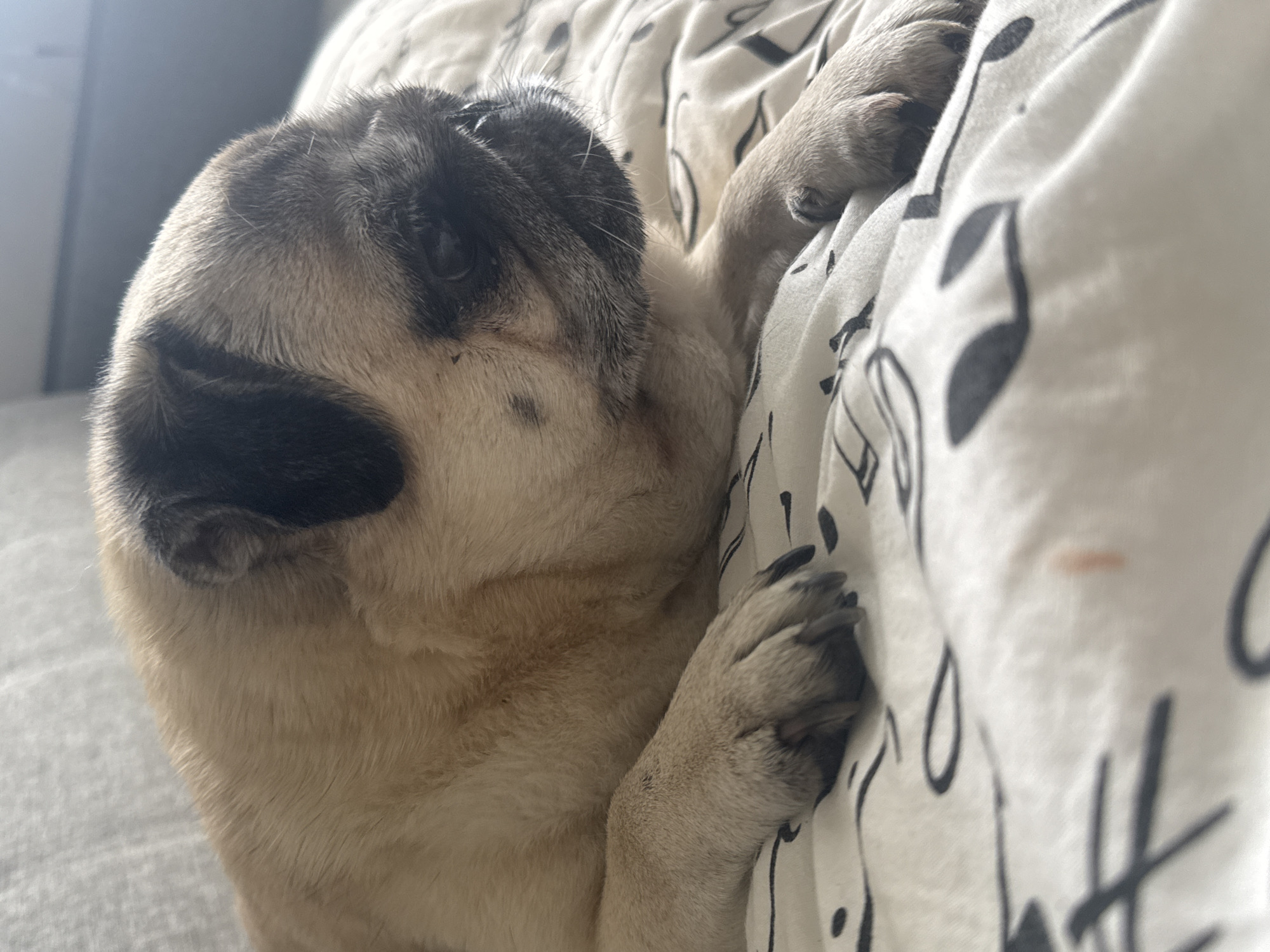 A pug is resting on a bed with a patterned duvet. The pug has a tan coat with black markings on its face and ears. The duvet has a white background with black abstract designs. The background of the image is blurred, suggesting the focus is on the pug. There are no people or indications of the city of Bishkek, Kyrgyzstan.