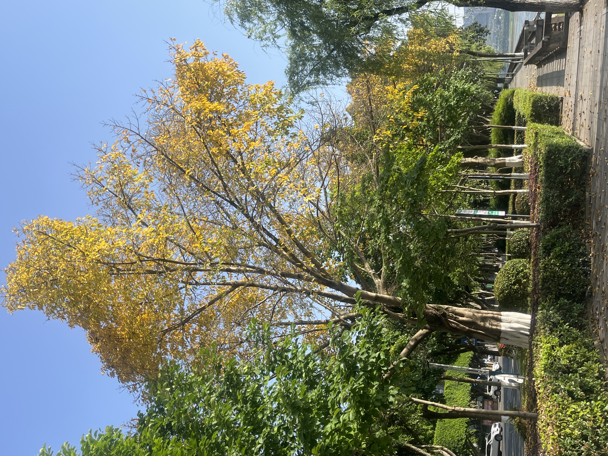 This image captures a bright, autumnal scene along what appears to be a park pathway or promenade in Jiangjin, China. The clear blue sky dominates the upper portion of the frame, indicating sunny weather during midday or early afternoon.
A large tree with vibrant yellow leaves, typical of autumn, stands prominently on the left side, its branches reaching towards the sky. Beneath it and along the pathway, various other trees and neatly trimmed green hedges create a lush environment. Some trees still boast green foliage, while others have started to shed their leaves, with some bare branches visible. One tree trunk in the midground is notably painted white near its base.
To the right, a paved pathway or sidewalk extends into the distance, with fallen yellow leaves scattered across its surface. Wooden benches are strategically placed along this path, suggesting a public area designed for relaxation and enjoyment. Beyond the hedges and trees on the right, a road or street is partially visible, with several white cars parked or moving. In the far background, a hazy body of water or distant hills can be discerned, hinting at a scenic riverside or lakeside setting.
No people are visible in the frame, but the park infrastructure implies a public space. A small sign with green and white text is barely visible among the foliage on the lower left, but the text is unreadable. The overall impression is one of peaceful serenity in a well-maintained outdoor environment.