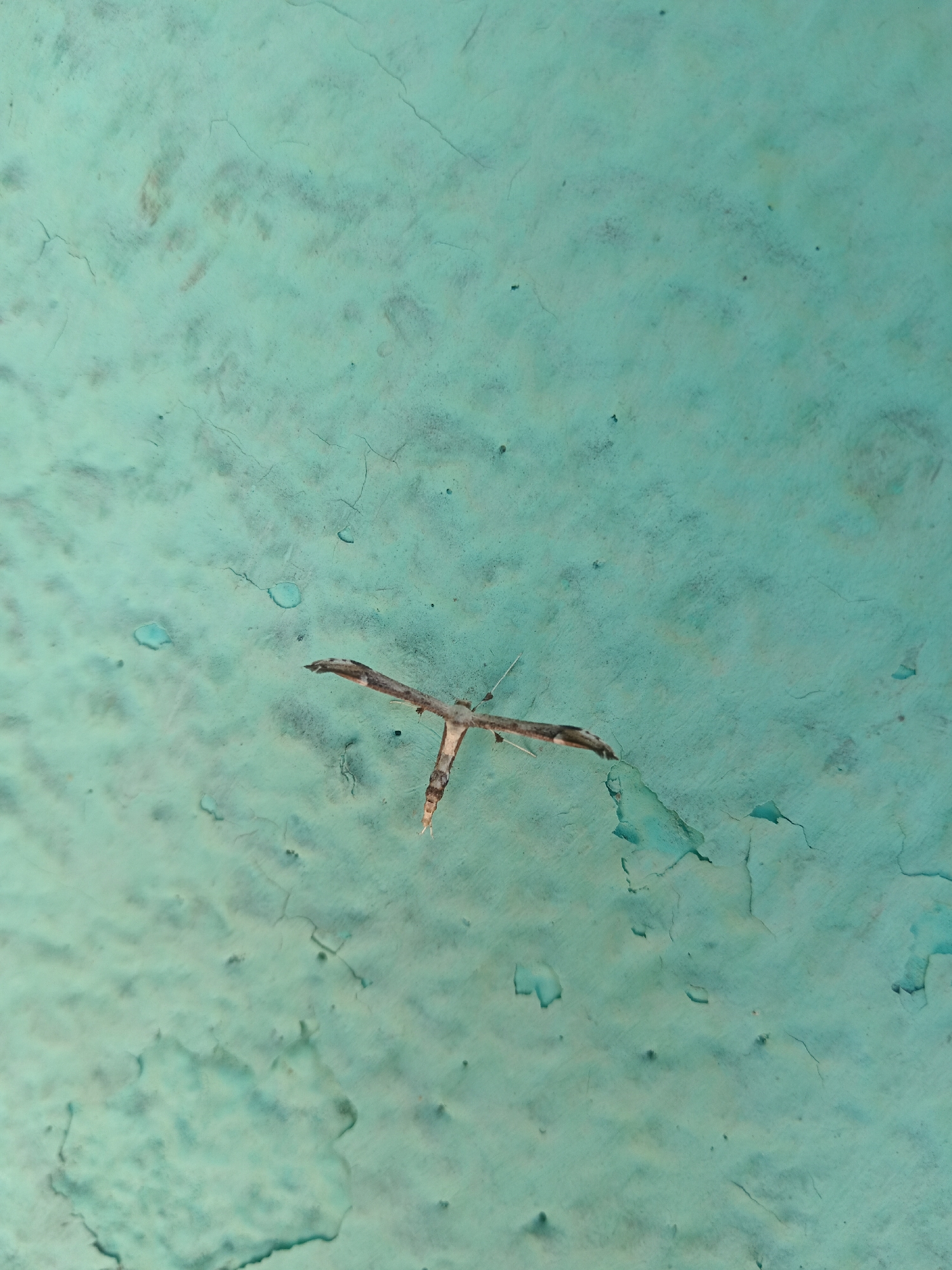 A dead insect, possibly a moth or butterfly, lies on a cracked, greenish-blue painted surface. The insect's body is elongated and appears to be dried out. Its wings are spread open, displaying a pattern of dark markings. The surface it rests on is textured and shows signs of peeling paint, with visible cracks and chips. The background is a uniform color. There are no people or other discernible objects in the image. The image is likely a close-up shot of the insect and the surface it is on, with no context provided regarding its location in Belogorsk, Russia.