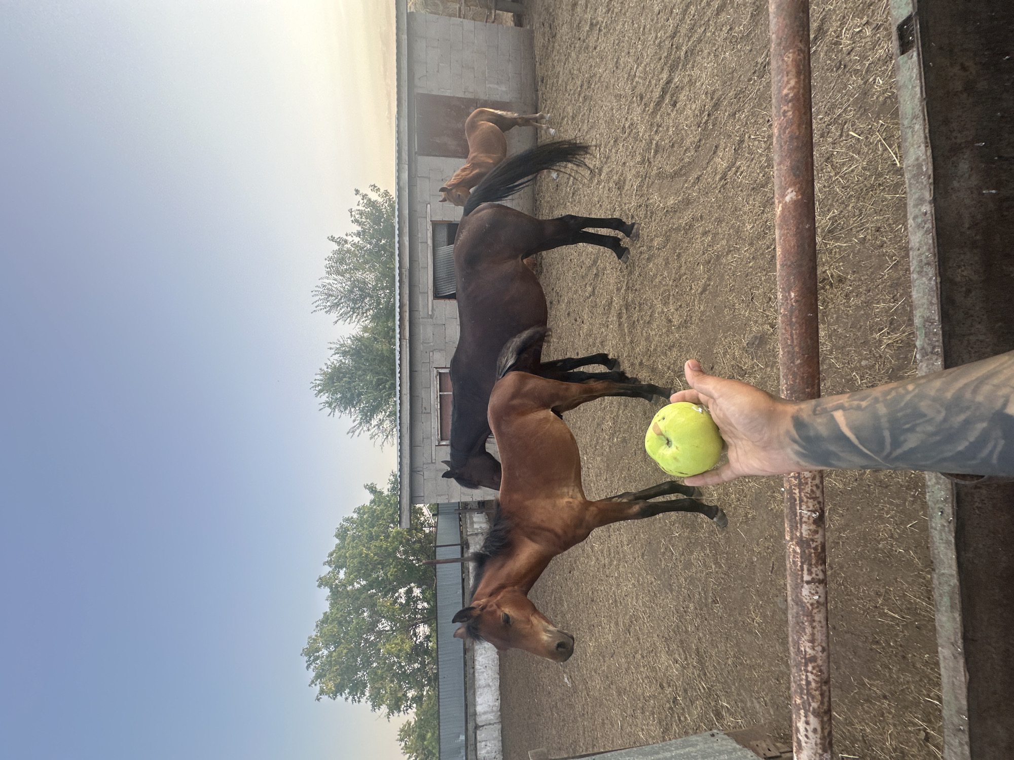 In the village of Terekti, Kazakhstan, a person's tattooed arm is visible in the foreground, holding a light green apple. Behind a rusty metal fence, four horses are present in a dusty, outdoor enclosure. Three horses are brown: one is a lighter brown foal standing to the left, another is a darker brown adult horse in the center, and a third, a lighter brown horse, is partially visible to the right. The enclosure contains a brick building with a metal roof, and several trees are visible in the background. The sky is clear and blue, with a hint of sunset light on the right side.