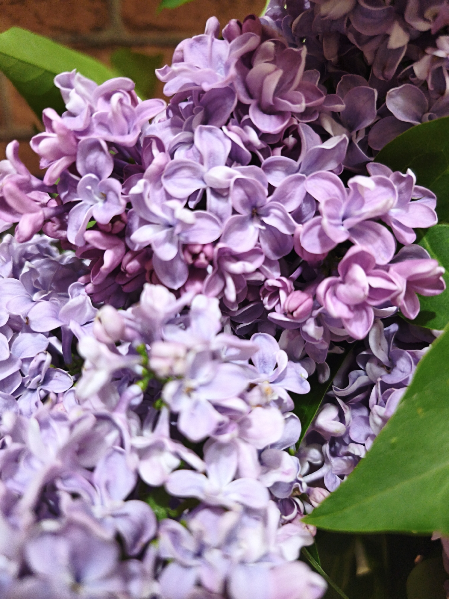 The image features a close-up view of a cluster of lilacs in varying shades of purple. The flowers are in full bloom, with individual blossoms displaying a range of light to medium purple hues. Green leaves are interspersed among the flower clusters. The background is blurred, revealing a glimpse of a brick wall. The scene suggests an indoor setting with the lilac flowers likely arranged in a vase or similar container. The location of Sevastopol, Ukraine, is not evident within the visual information provided.