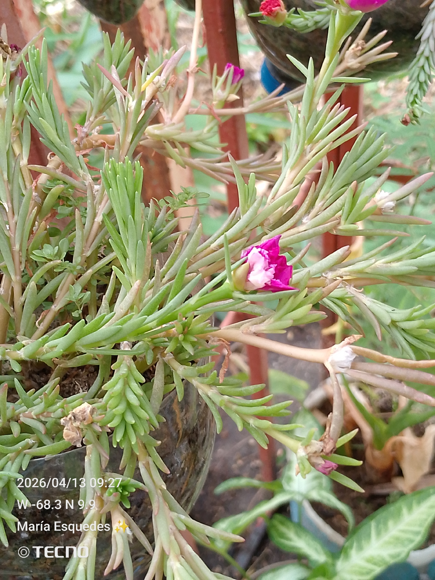 The image depicts a close-up view of a plant with succulent-like leaves, interspersed with a few small, pink and white flowers in a home in Tinaquillo, Venezuela. The plant is contained in a repurposed plastic container. The background shows parts of other plants, including leaves. The image includes a timestamp "2026/04/13 09:27" and location data: "W -68.3 N 9.9," which falls within the general area of Tinaquillo. A name, "María Esquedas," and the watermark of a phone model "TECNO" are also present. The overall scene suggests a photograph taken in an outdoor garden or patio setting.
