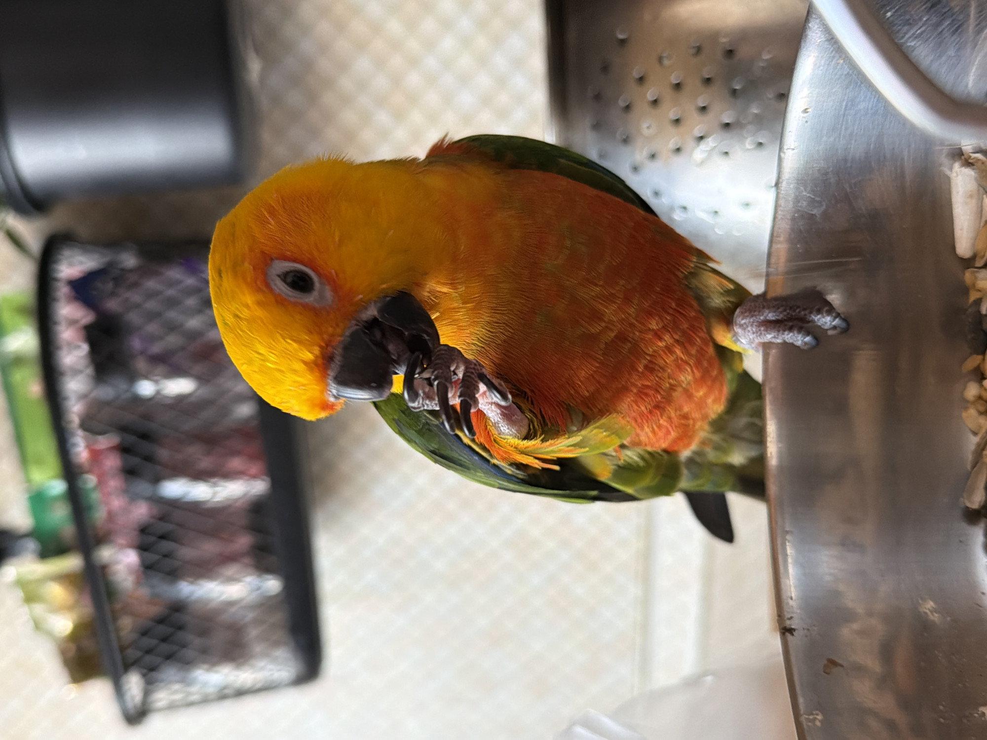 A brightly colored, primarily orange and yellow parrot clings to a stainless steel surface, holding its foot in its beak. The parrot has green wings and a black beak. The background includes a black wire basket, a stainless steel surface with reflective patterns, and a light-colored tiled floor. The image shows no identifying markers to determine the location in Khimki, Russia.