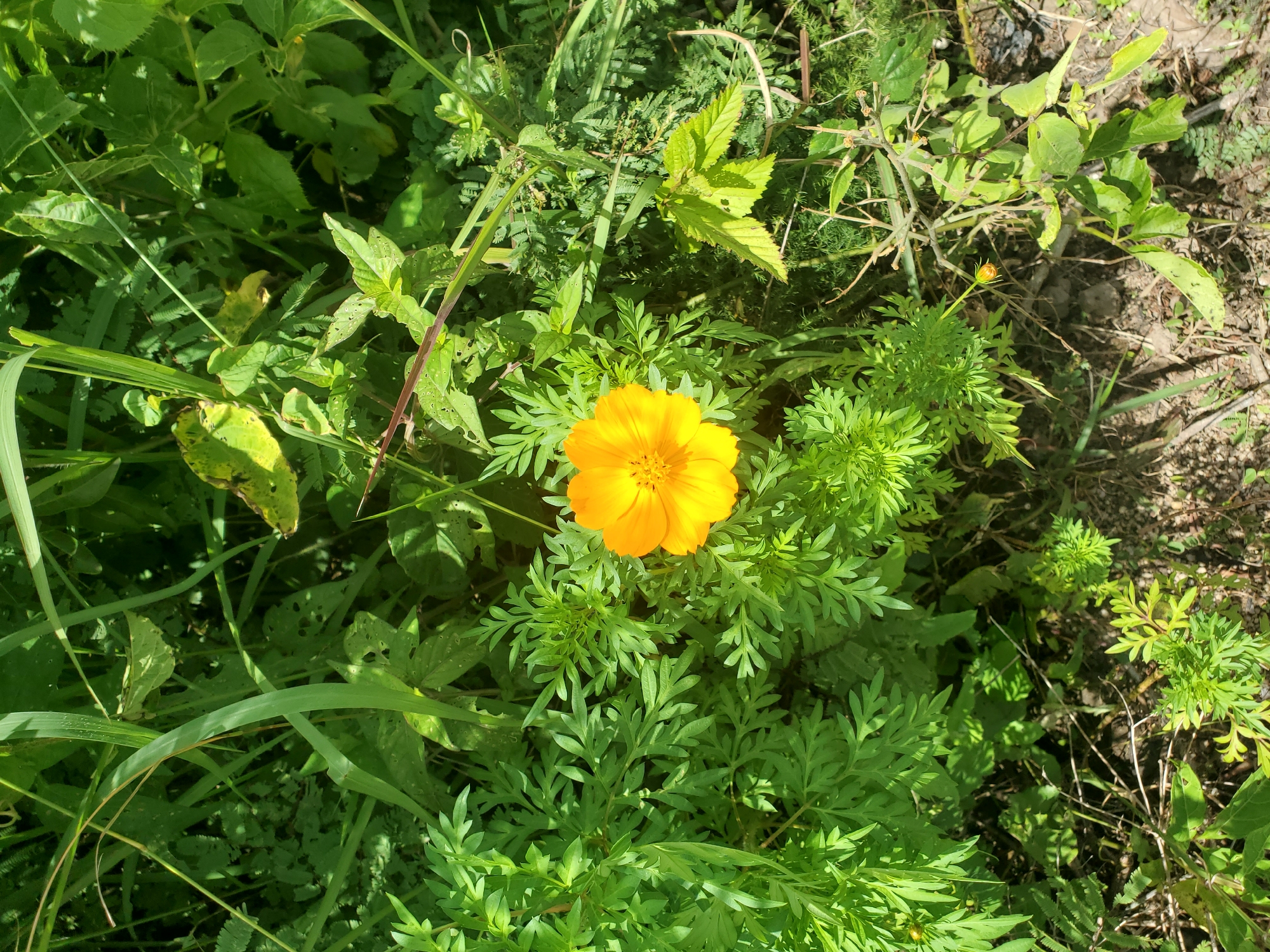 The image shows a close-up view of a single, vibrant orange cosmos flower amidst lush green foliage. The flower, positioned slightly to the left of the center, exhibits delicate petals radiating from a darker, textured center. The surrounding leaves are finely divided and feathery, characteristic of the cosmos plant. Various other green plants and grasses fill the background, creating a dense, natural environment. Sunlight filters through the leaves, casting dappled shadows on the ground. The scene appears to be an outdoor setting, likely a garden or a wild patch of land. The image was taken in the city of Jos, Nigeria.