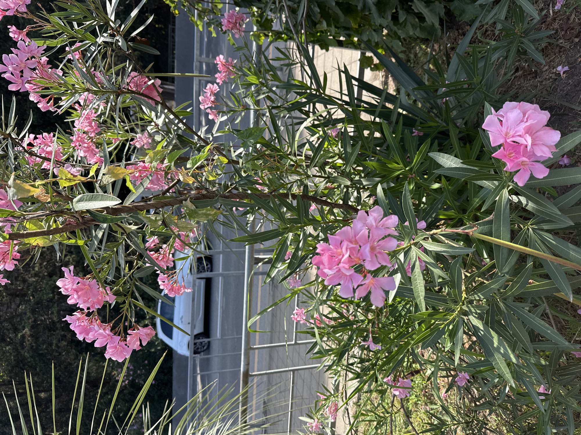The image depicts a close-up view of pink oleander flowers and their foliage in the foreground. Beyond the flowers, a silver metal fence is visible, separating the plants from a road where a white car is driving. In the background, lush green trees and foliage form a dense backdrop. The scene appears to be outdoors, likely in a public space like a park or along a street in Sochi, Russia. The lighting suggests it is daytime.