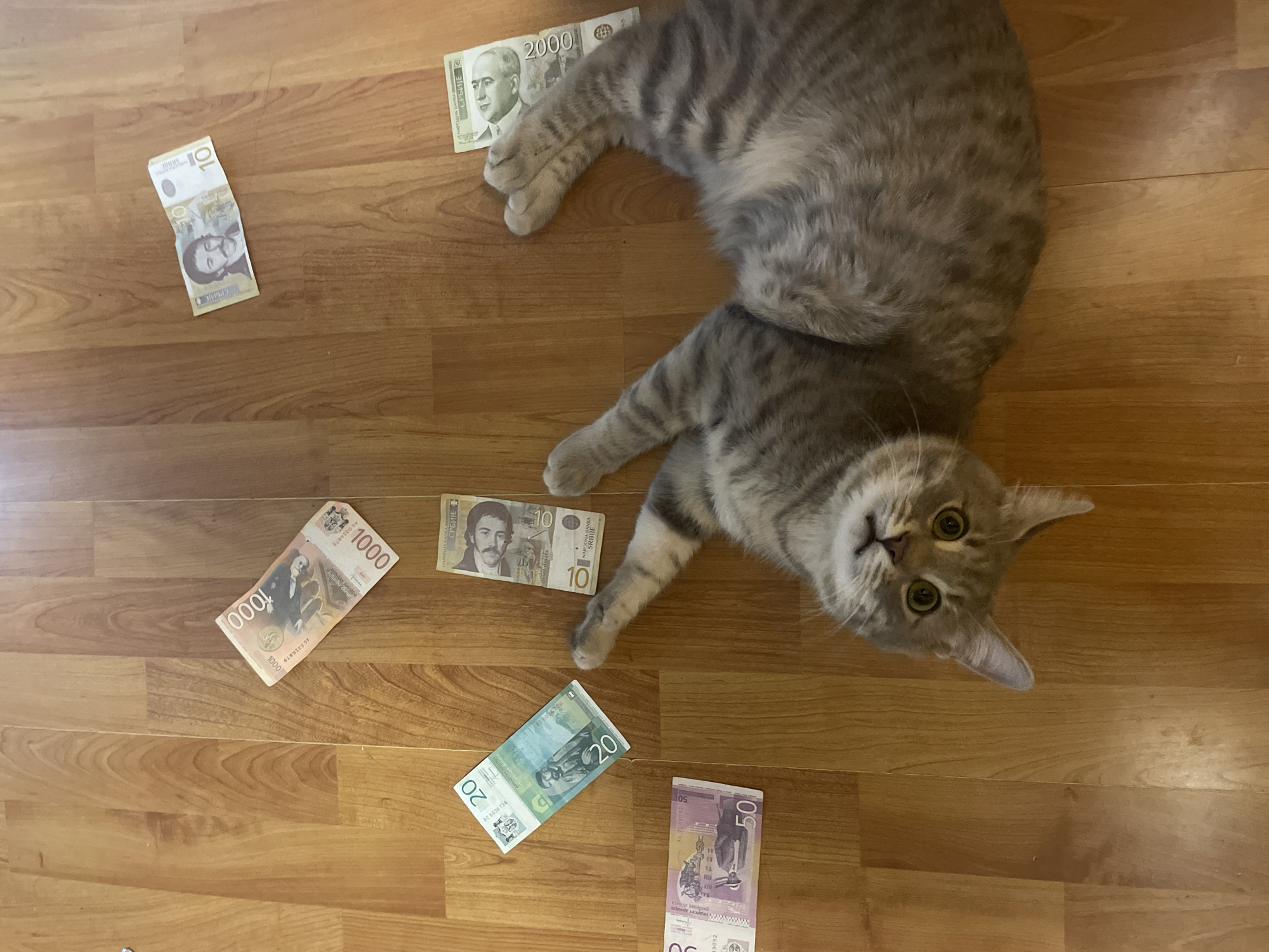 A gray tabby cat lies on a wooden floor surrounded by scattered Serbian Dinar banknotes of various denominations (10, 20, 50, 1000, 2000). The cat is looking up at the camera with its head tilted slightly. The setting appears to be indoors on a wood laminate or plank floor. There is no information to indicate whether this photo was taken in Novi Sad, Serbia, or anywhere else.