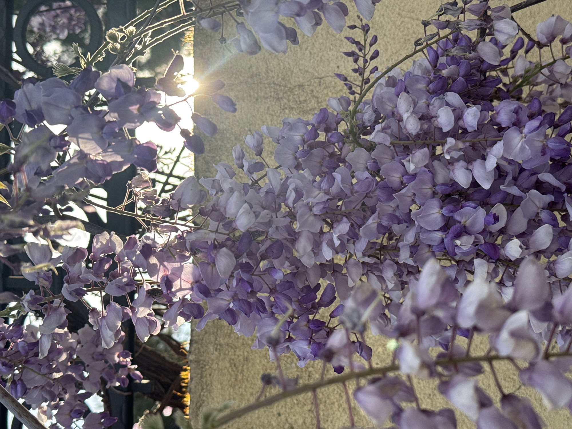 Close-up of purple wisteria blossoms hanging in front of a textured beige wall. Sunlight shines through the blossoms. A decorative metal fence is visible on the left side of the frame. The location is assumed to be Šušanj, Montenegro.
