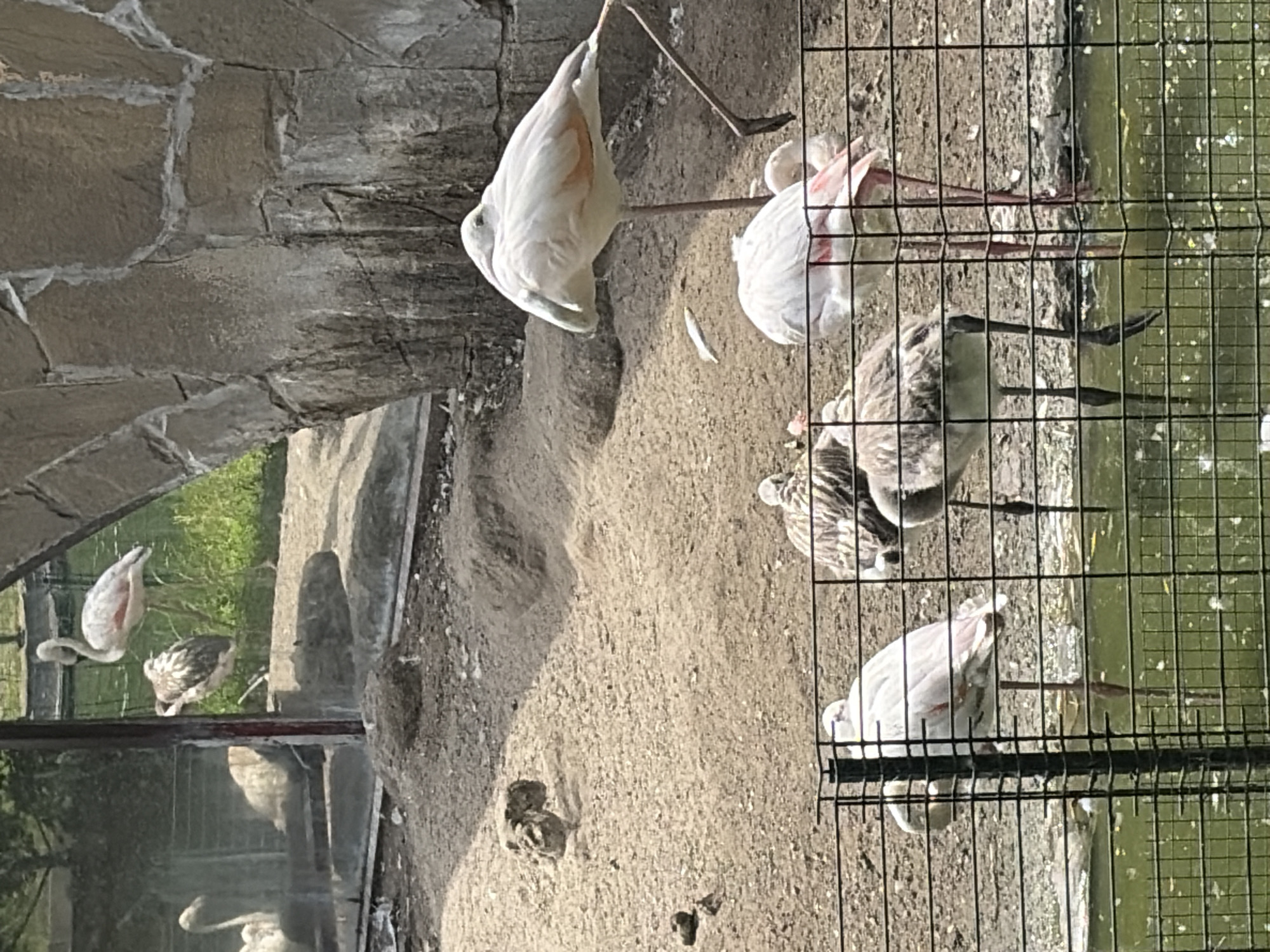 The image shows several flamingos and some chicks in an outdoor enclosure at the Rostov Zoo in Rostov-on-Don, Russia. The enclosure has a sandy ground, a rocky wall, and a pool of water. In the foreground, a black metal fence separates the viewer from the animals. Several flamingos are visible, some standing on one leg, while others are partially obscured by the fence. Two chicks are also present, one pecking at the ground. In the background, more flamingos are seen in a more natural setting with trees and grass. The lighting suggests it is daytime.