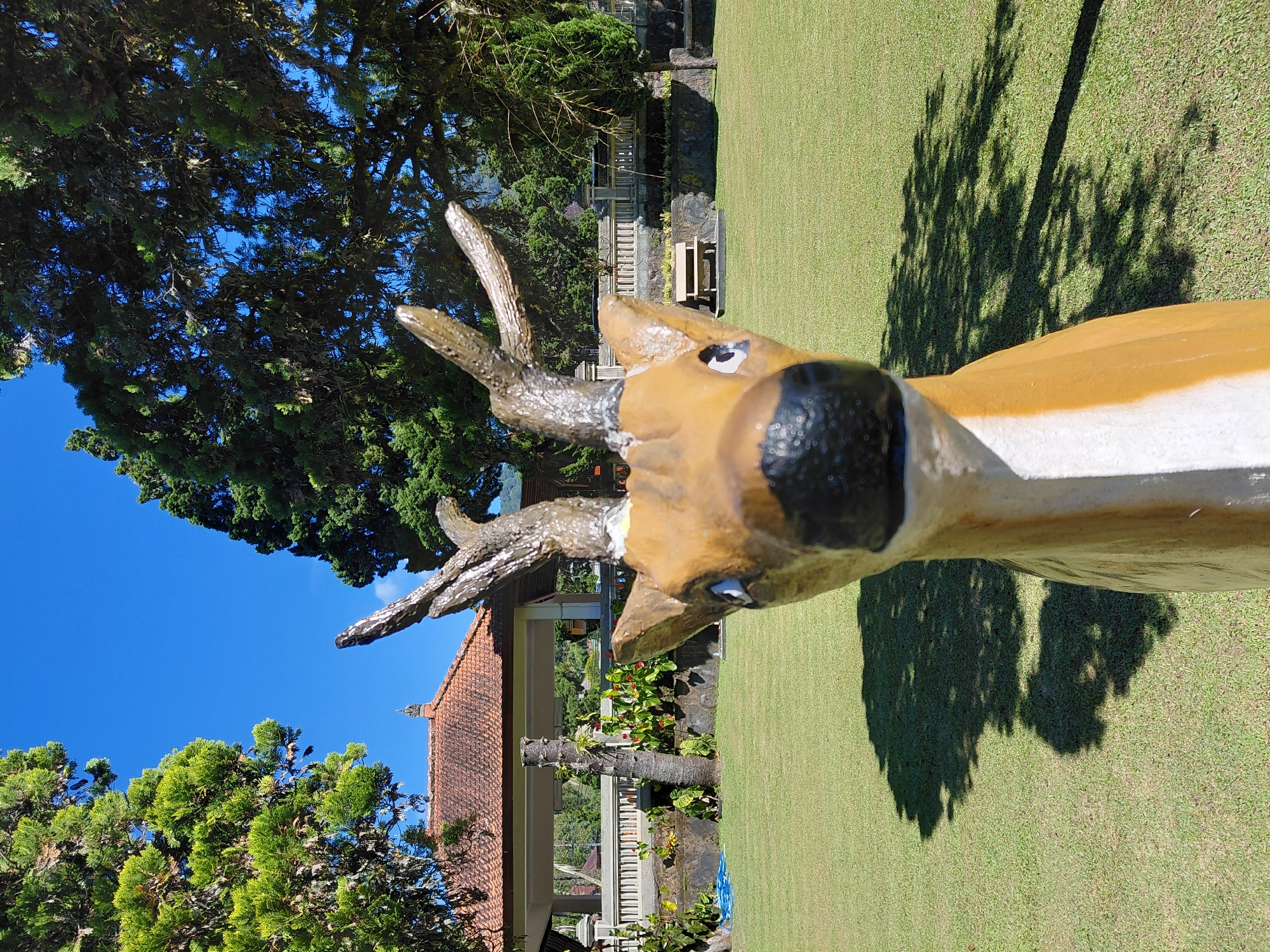 A close-up, low-angle, eye-level shot shows a statue of a deer's head in the foreground, with its snout and antlers prominently featured against a bright blue sky. The deer statue, made of wood or a similar material, is painted in shades of brown and white, with black for its nose and blue for its eyes. Behind the statue, a manicured lawn stretches out, casting dappled shadows from unseen trees. In the middle ground, a traditional Balinese building with an orange tiled roof and open-air pavilion stands behind a decorative white fence. To the left, lush green trees with thick foliage frame the scene, and to the right, more trees and a glimpse of mountains in the distance suggest a natural, possibly tropical, environment. The overall impression is of a peaceful, outdoor setting, likely within a resort or garden in Baturiti, Indonesia, known for its lush landscapes and cultural architecture.
