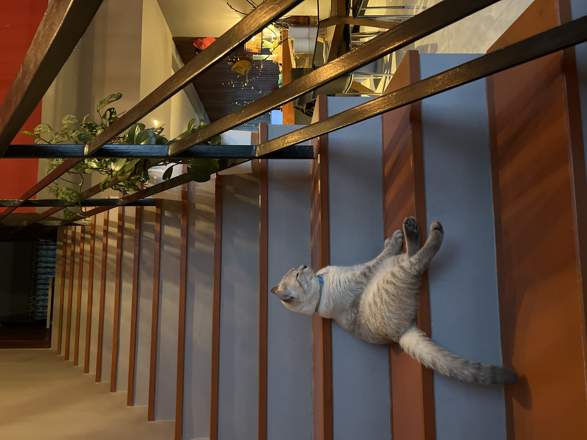 A gray cat with a blue collar is sprawled on a set of stairs with orange and gray risers and treads. The stairs have a metal railing. A plant is visible on the left side of the image. The setting is indoors.