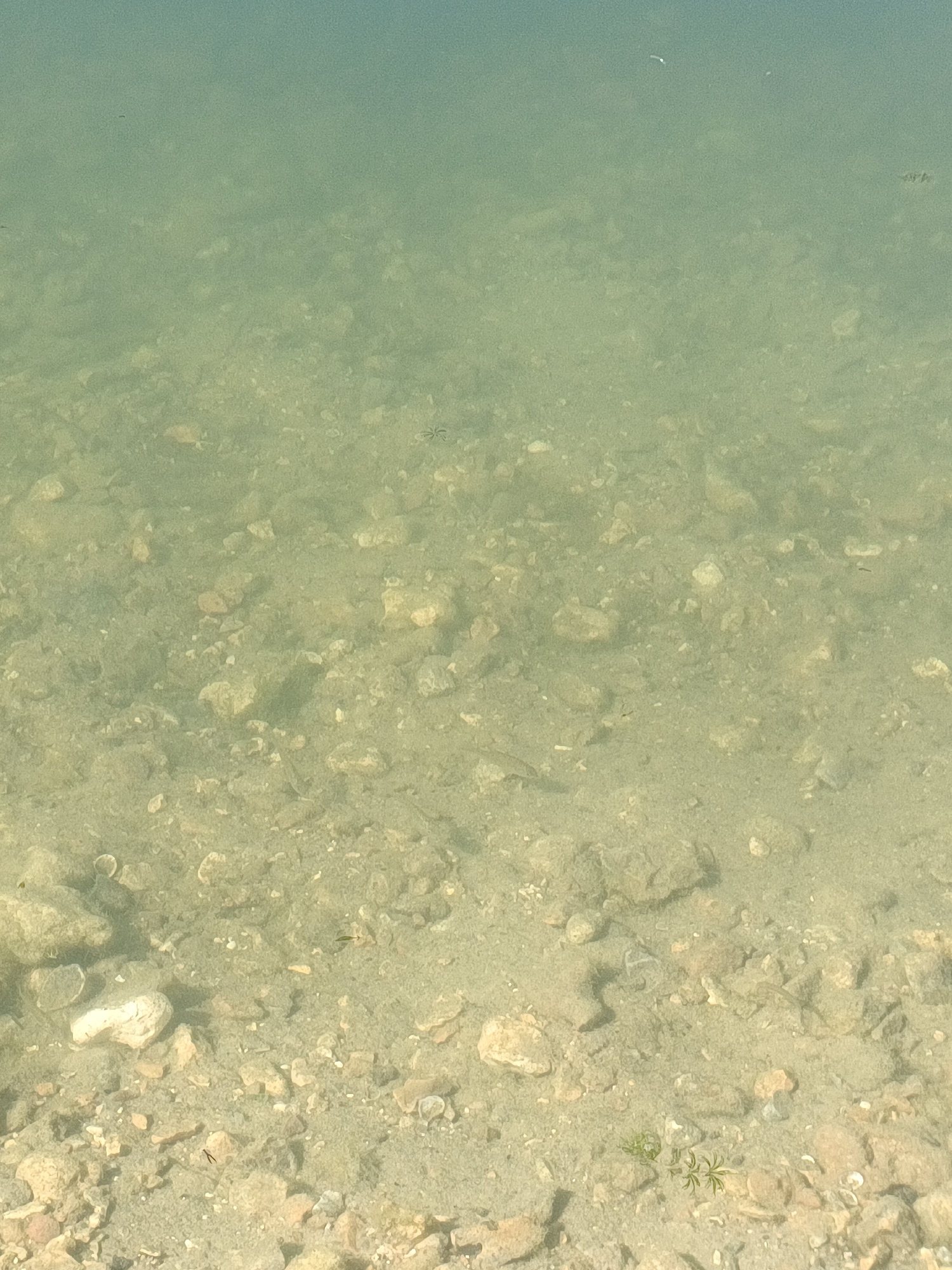 The image depicts a shallow body of water with a sandy and rocky bottom, consistent with the shores of the Seine River in the commune of Le Mesnil-sous-Jumièges, France. The water clarity allows for a clear view of the substrate, which is composed of various sizes of pebbles, stones, and shells. Some small aquatic plants are visible in the lower right portion of the image. The water has a greenish-blue hue, suggesting natural light penetration. There are no people or man-made structures immediately visible in this frame. The scene is naturalistic and aquatic.