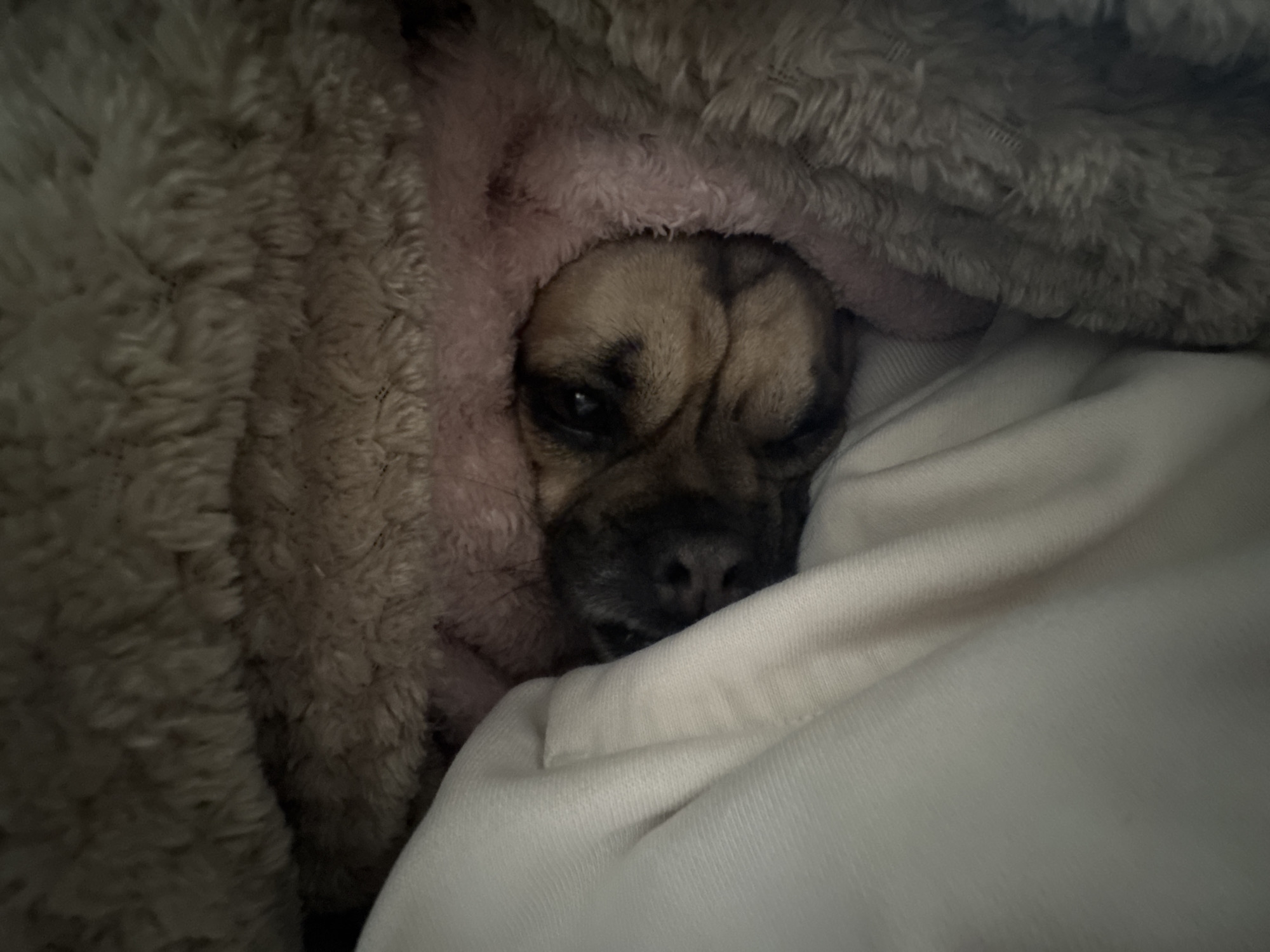 A close-up shows a tan and black pug dog burrowed under a cream-colored blanket and a fluffy light brown and pink blanket. The dog's head is visible, with closed or partially closed eyes, suggesting it is sleeping or resting. The image is dimly lit, emphasizing the coziness of the scene. No location information is available from the image.
