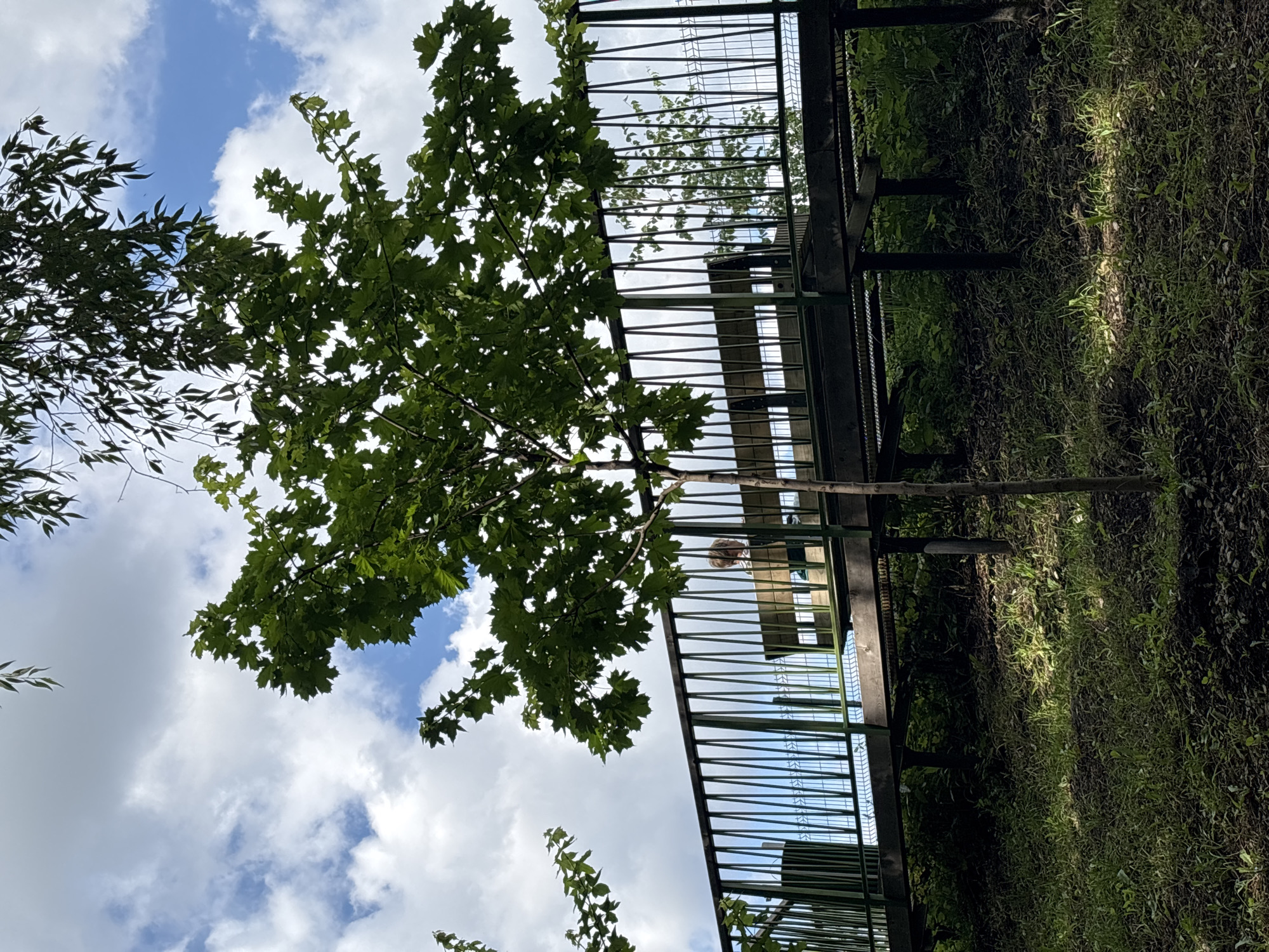 An elevated wooden walkway with a dark green metal railing extends horizontally across the frame. A person with blond hair is seated on a wooden bench on the walkway, partially obscured by the railing and a small tree in the foreground. The tree has green, leafy foliage and stands in the lower center of the image, casting a shadow on the grassy ground below. The walkway is supported by dark posts, and beyond it, a chain-link fence is visible. The background consists of a blue sky with scattered white clouds and trees with green leaves. The scene appears to be in a park or natural area.