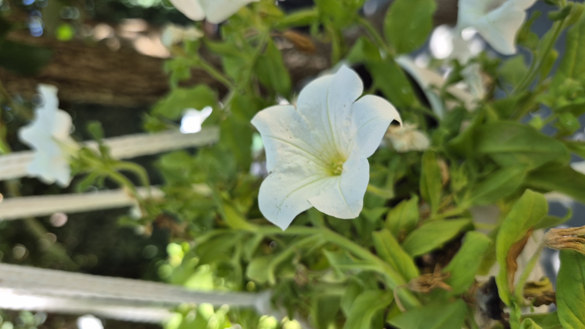 A close-up, vertical shot focuses on a white petunia flower in full bloom. The flower is the primary subject, positioned slightly off-center to the right. Its delicate petals are a soft white with faint green veining leading to a yellow center. The flower is surrounded by vibrant green foliage, with some leaves showing signs of browning. The background is softly blurred, hinting at a garden setting with trees and sunlight filtering through. There are also other white flowers and parts of a white hanging basket visible. The scene is well-lit, with natural light enhancing the textures and colors of the plants.