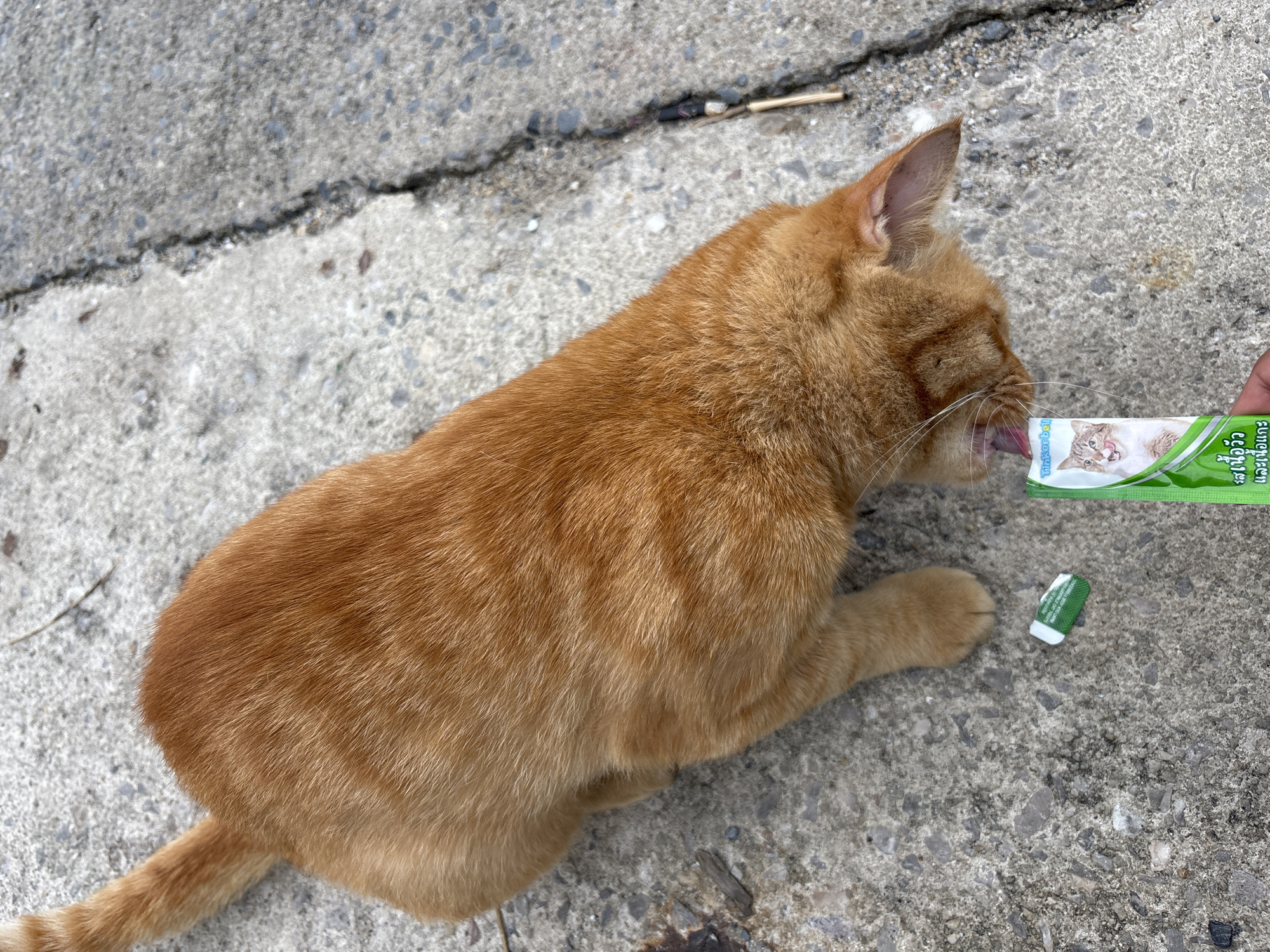 In Rawai, Thailand, an orange cat is captured in a close-up, high-angle shot as it consumes food from a green and white pouch. The cat is positioned in the lower right quadrant of the image, with its head bent down towards the pouch, its tongue visible as it eats. The pouch itself is partially held by a hand, also in the lower right corner of the frame. The cat's fur is a vibrant orange, and its body appears relaxed. The background consists of a cracked concrete surface, suggestive of an outdoor urban or suburban environment. Debris, including a small stick and some leaves, are scattered on the ground. The lighting is bright, indicating it is daytime.