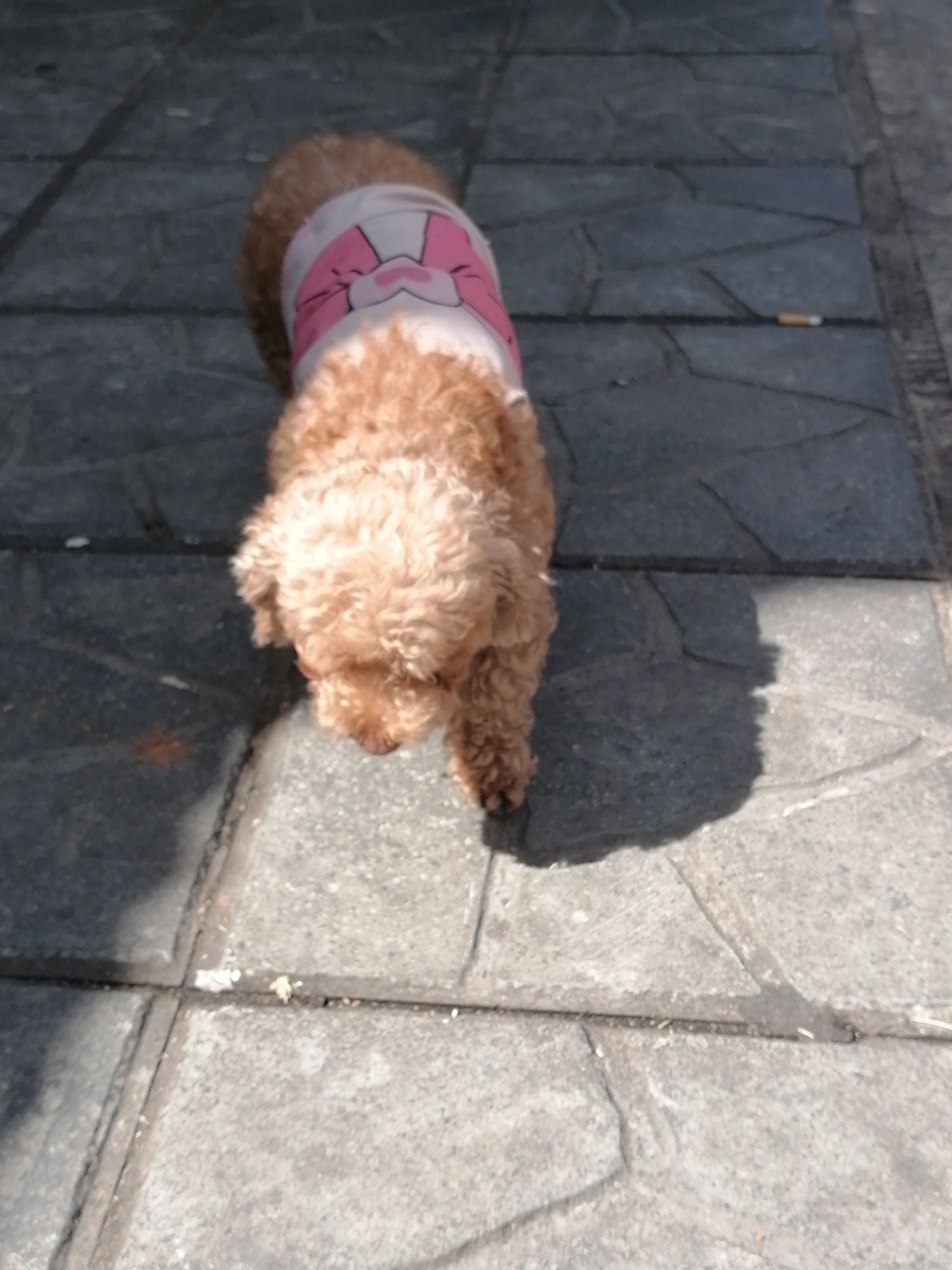 A light brown poodle wearing a pink and white patterned vest is standing on a textured, grey stone sidewalk. The dog is positioned in the center of the frame, facing downwards and slightly to the right. The sidewalk is composed of large, rectangular stones with visible grout lines. Sunlight casts a shadow of the dog onto the sidewalk to its right. In the background, to the left of the dog, a lighter grey concrete curb or edge is visible. The scene appears to be outdoors, possibly in a public area. No specific landmarks or details clearly indicate the location in Da Lat, Vietnam.