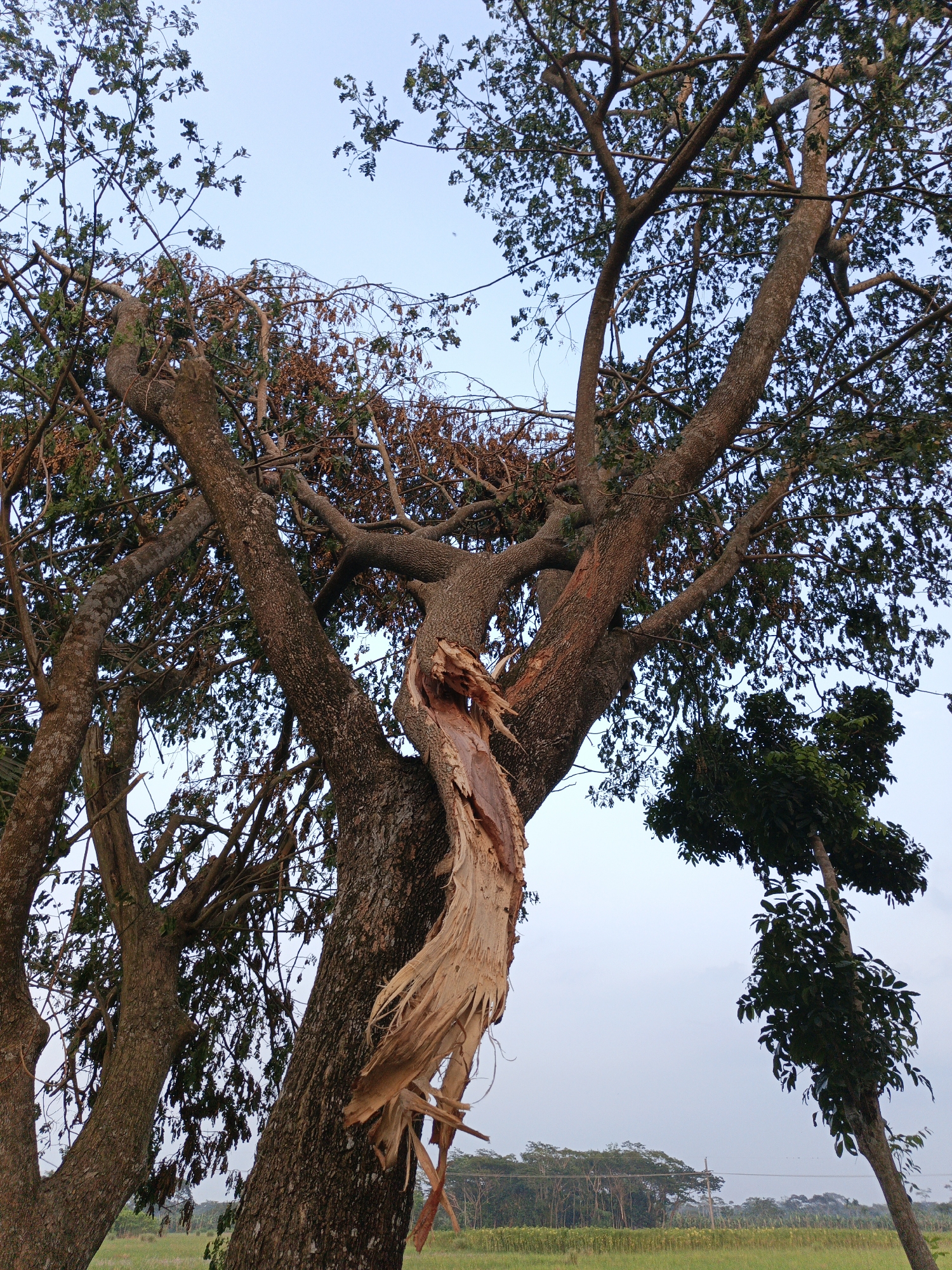 The image captures a large, mature tree with a significant split in its main trunk, dominating the foreground and midground. A large section of the trunk has been ripped vertically, exposing the pale, shredded wood fibers. This damage is prominent on the lower-mid portion of the tree. The tree still has many branches extending upwards and outwards, some covered with healthy green leaves, while other parts, particularly near the split, show brown, dead, or dying foliage.
To the right of the severely damaged tree, a smaller, slender tree with vibrant green leaves is visible, leaning slightly. In the background, beyond the trees, there is a sprawling green field, possibly agricultural, stretching towards a distant line of dense trees under a light blue sky. The sky is largely clear, suggesting fair weather at the time of the photograph, although the tree's condition implies a past event like a storm or strong wind. The light appears soft and even, characteristic of late afternoon or early morning. No people or visible text are present in the image. The scene conveys a sense of nature's power and vulnerability.