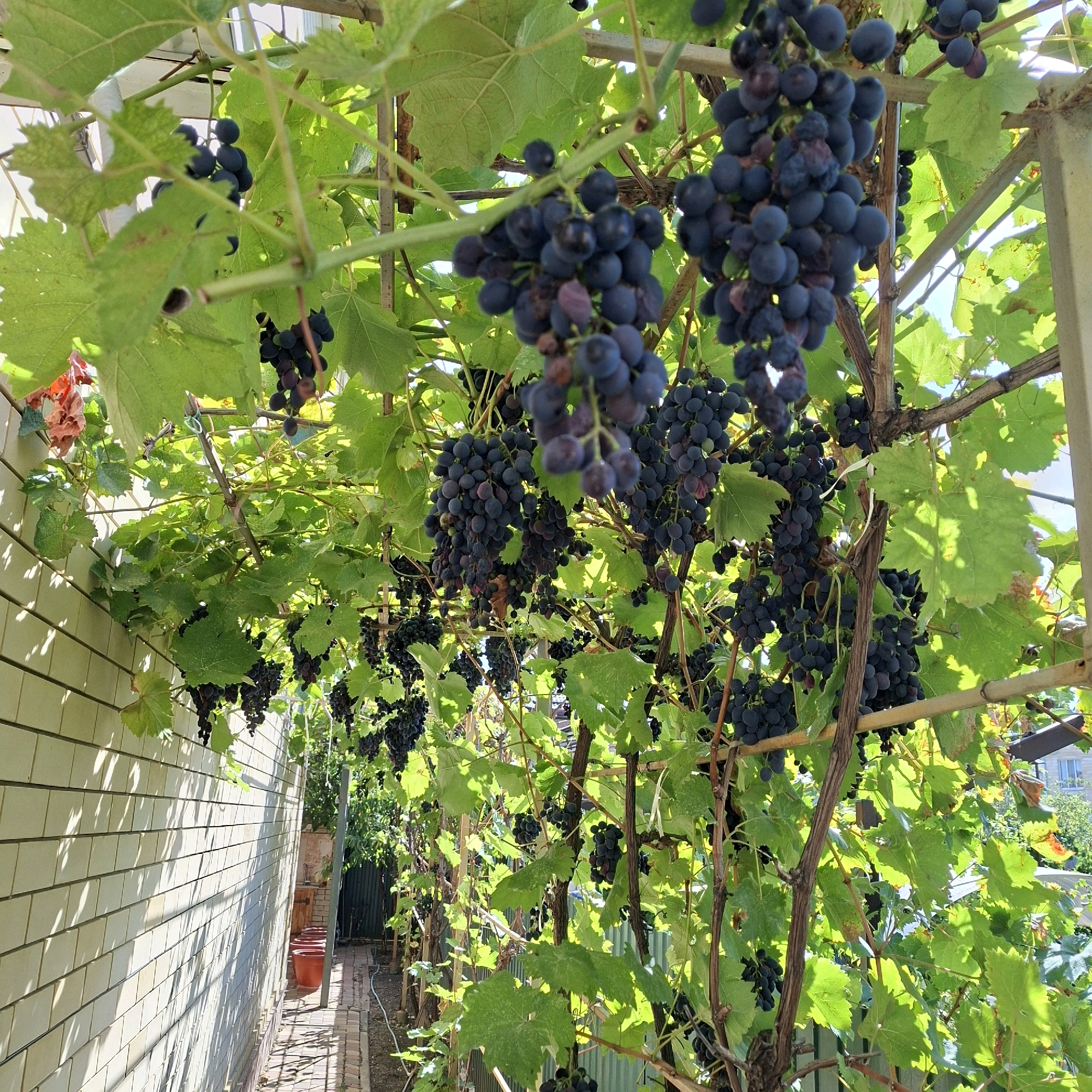In Anapskaya, Russia, a sunlit scene unfolds of a well-maintained grapevine canopy. The focus is on abundant clusters of dark purple grapes, some ripe and plump, others showing signs of slight drying or decay. The grapes hang from thick, woody vines intertwined with lush, green leaves, casting dappled shadows on a light-colored, horizontally-tiled brick wall to the left. The wall exhibits a textured pattern and is illuminated by sunlight, creating a strong contrast of light and shadow.
The vine is supported by a metal frame structure, with visible poles and crossbeams, possibly part of a pergola or arbor. The background reveals more of the grapevines, greenery, and a glimpse of the sky. To the right, a pathway made of brick pavers runs alongside the wall, with a metal fence and more vegetation further in the distance. An orange pot is visible near the wall, adding a touch of color to the scene. The overall impression is one of a bountiful harvest in a temperate climate, captured on a bright, clear day.