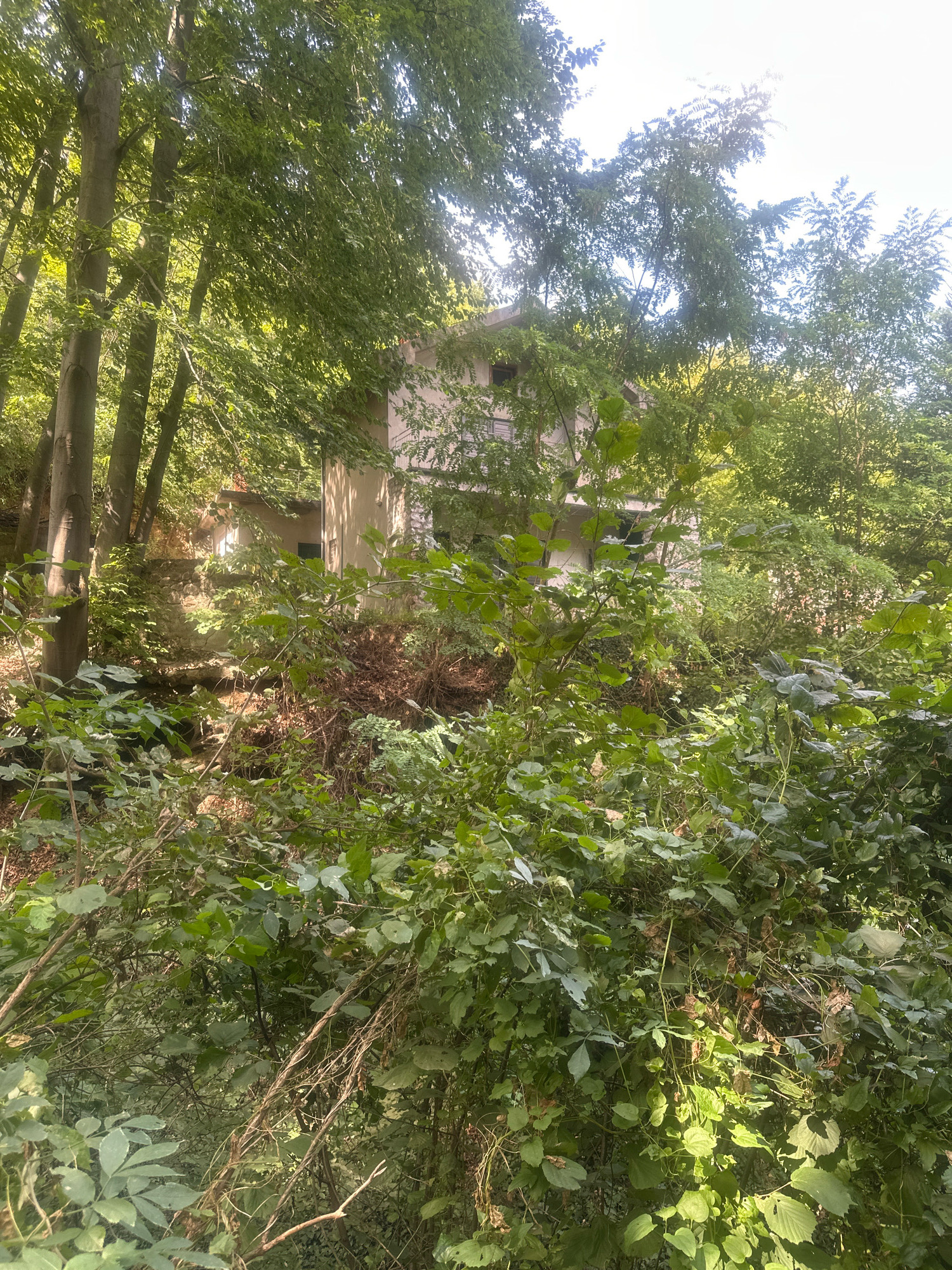 The image shows a house overgrown with vegetation, situated on a slope in Golubac Municipality, Serbia. The house appears to be abandoned or neglected, with dense foliage covering its facade and surroundings. Tall trees with lush green leaves dominate the foreground and background, casting shadows on the property. A stone pathway is partially visible, leading up to the house, which seems to be constructed of concrete or plaster. The scene evokes a sense of wilderness encroaching upon human habitation, suggesting a secluded and natural setting within the municipality.
