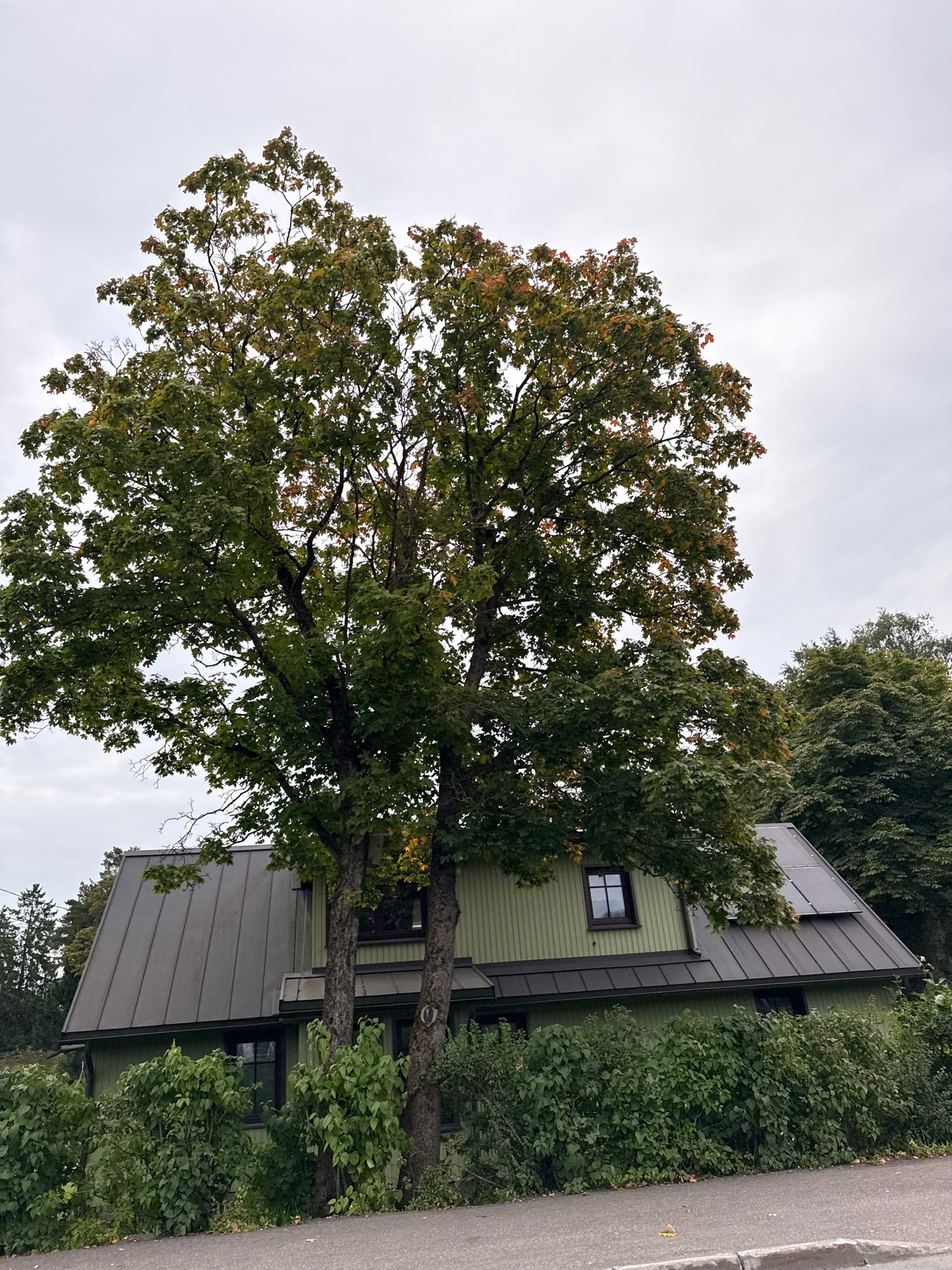 The image depicts a residential house with a metal roof and light green siding. The house is partially obscured by a large tree with green leaves, some of which are showing hints of autumn color. There are also bushes in front of the house. The sky is overcast and gray. The scene appears to be in a suburban or rural setting. The location is specified as Tallinn, Estonia.