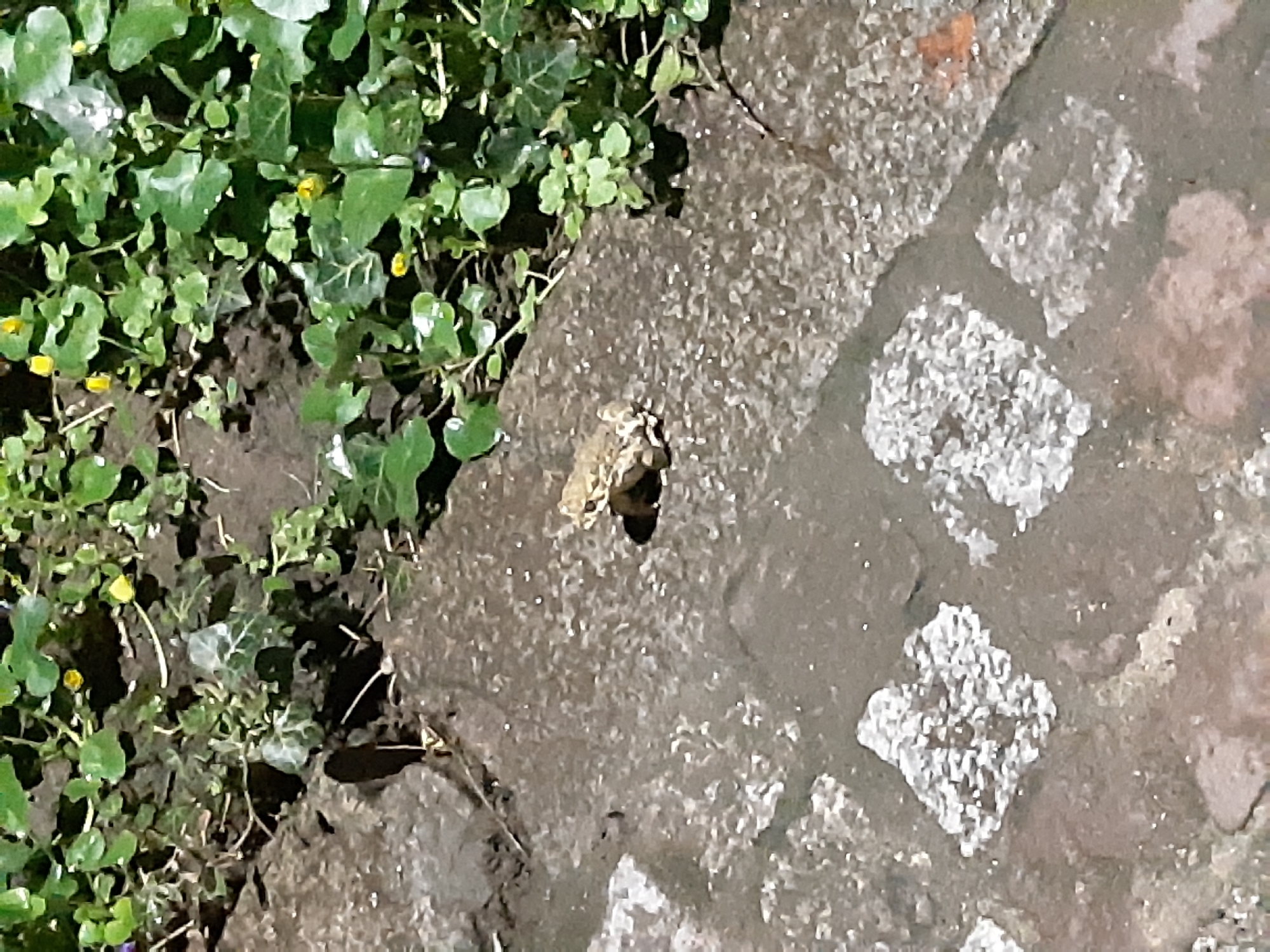The image depicts a frog on a weathered stone surface adjacent to a patch of green plants, possibly ivy. The stone shows signs of wear, with areas of discoloration and texture variation. The stone area transitions into brickwork on the right side of the image. The location appears to be outdoors, based on the presence of natural elements. The city location in Plovdiv, Bulgaria cannot be verified without further details.