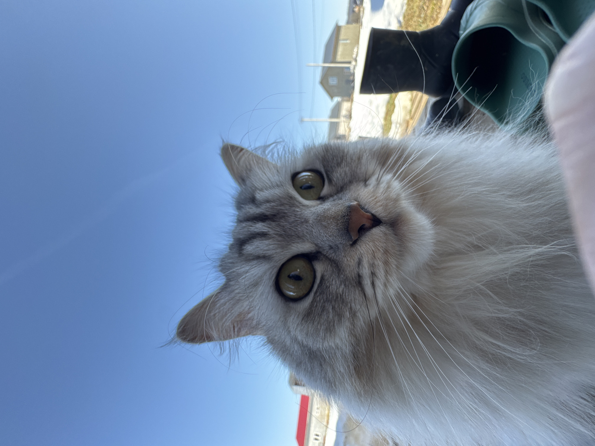 A close-up, slightly tilted, eye-level shot focuses on a silver tabby cat. The cat has green eyes, a pink nose, and long white whiskers. Above the cat is a clear blue sky. In the background, there is a building with a red roof. Also visible are black and green plastic tubes/pipes. Based on the presence of houses and infrastructure in the background, the image is potentially located in a residential area or on the outskirts of the city.