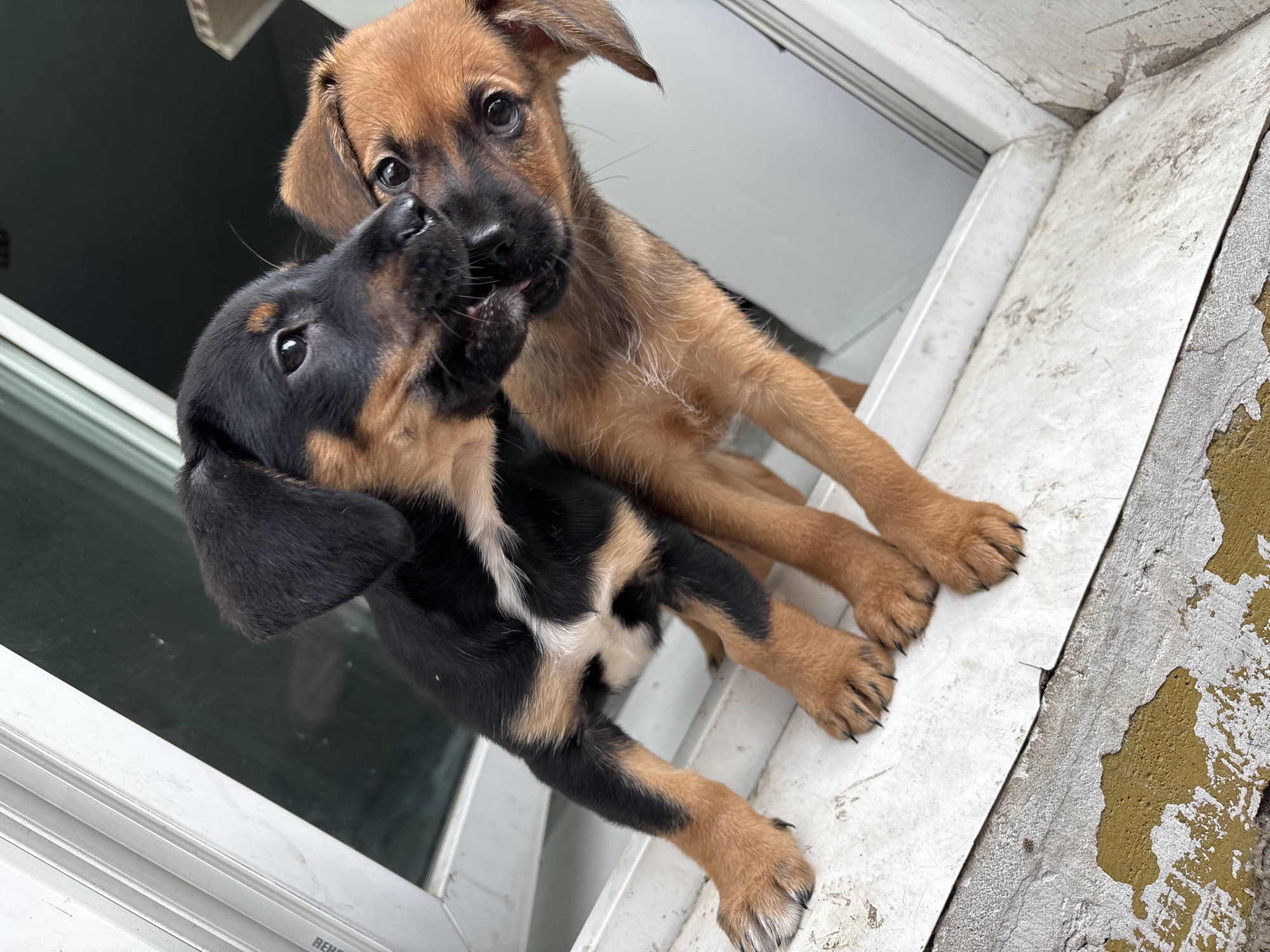 Two puppies, one black and tan and the other tan, are playfully interacting on a white window sill. The black and tan puppy is positioned in front, its head turned towards the tan puppy, with its mouth open as if nipping or playing. The tan puppy is behind and slightly to the right of the black and tan puppy, also with its mouth open and appearing to be engaged in the same playful interaction. Both puppies have visible paws and ears. The background consists of a window with a dark reflection and the white frame of the window sill. The window sill itself appears to be outdoors, with a textured, possibly worn, surface.