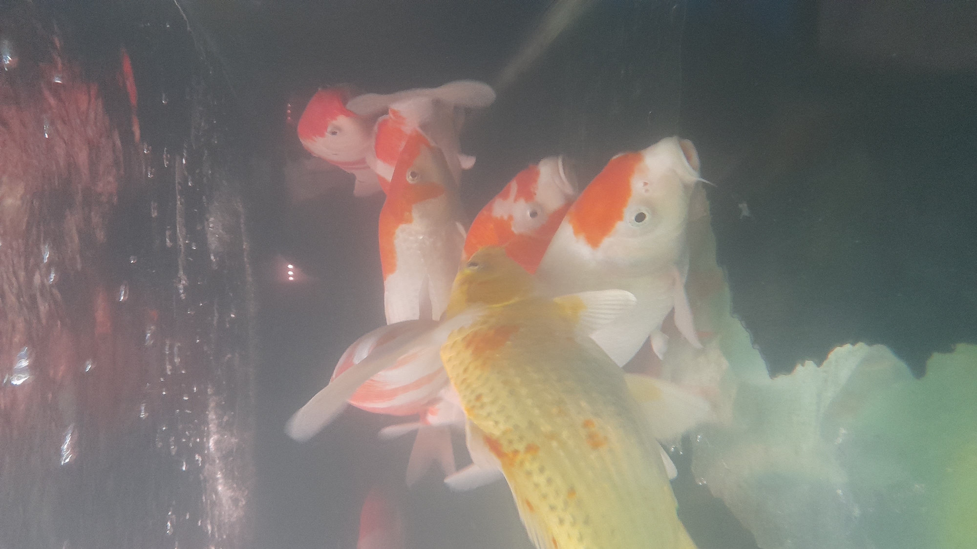 In Pekalongan, Indonesia, a school of koi fish swims in an aquarium. The fish, varying in color with distinct orange and white markings, are the primary subjects. A predominantly yellow koi with orange spots is positioned in the foreground, with its body angled towards the viewer. Behind it, several other koi are visible, their scales shimmering in the water. The aquarium's lighting creates reflections on the surface, obscuring some of the upper portion of the scene with bright, scattered light. The water appears somewhat murky, particularly in the lower half of the image, with subtle greenish hues. The background is dark and indistinct, suggesting the aquarium is in a dimly lit environment.