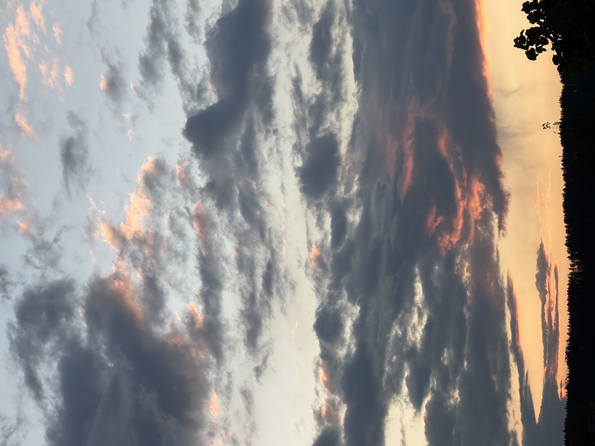 The image depicts a sky filled with clouds at either sunset or sunrise. The clouds are predominantly gray and white, with hints of orange and pink reflecting the light of the sun. The horizon is visible on the right side of the image, with a dark line of trees silhouetted against the sky. There are also some branches visible on the top-right, possibly belonging to a tree close to the viewer. The location is unspecified in the given information.