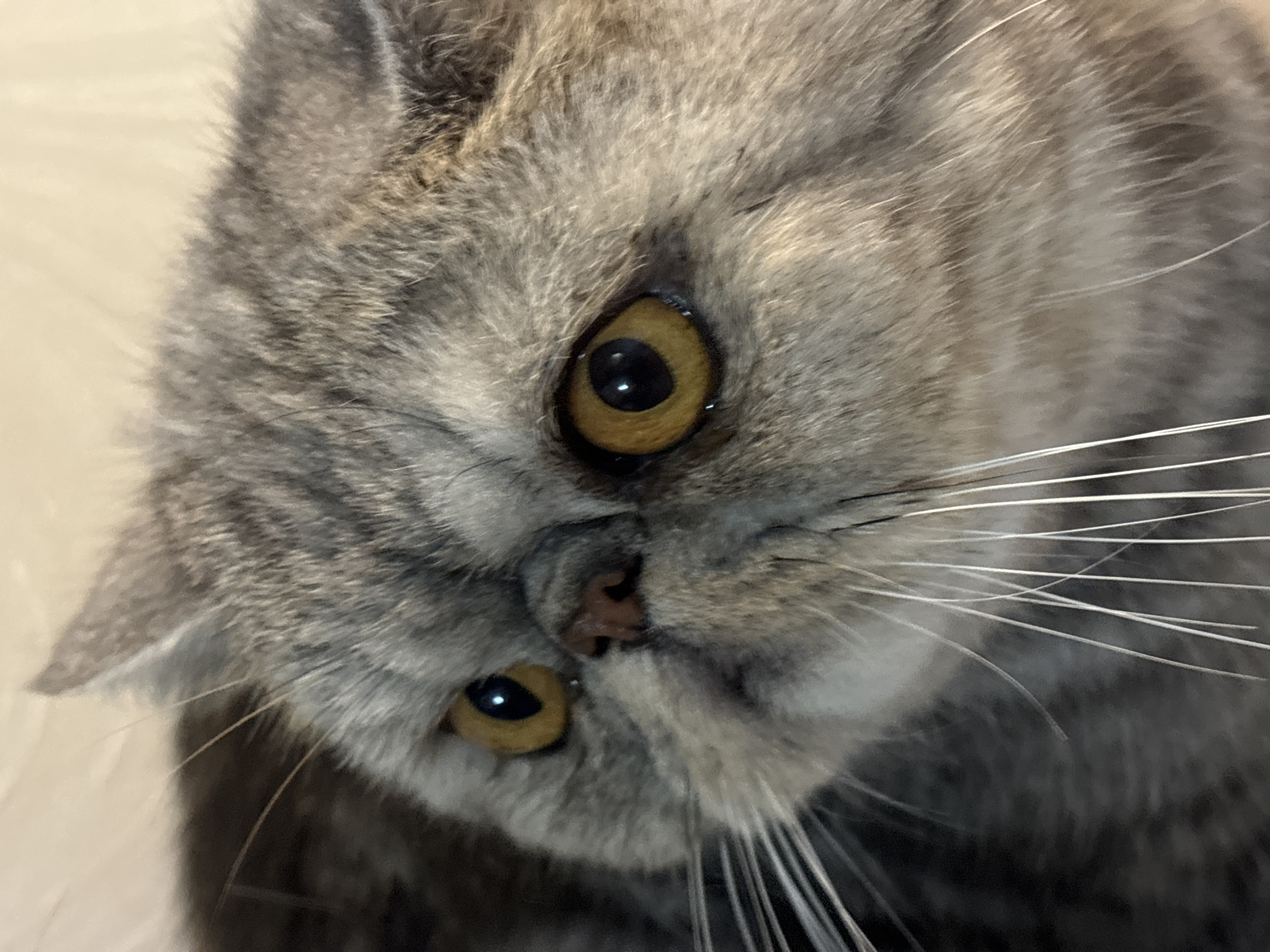This is a close-up, indoor photograph of an exotic shorthair cat. The cat has gray and black tabby fur and bright yellow eyes. Its face is dominant in the frame, with the nose and whiskers clearly visible. The background is out of focus and appears to be a light-colored surface, possibly a wall or fabric. There is no indication of the city of Chaikovsky, Russia, or any urban environment present in the image. The image is a portrait of a domestic animal and contains no people, actions, or interactions to describe.