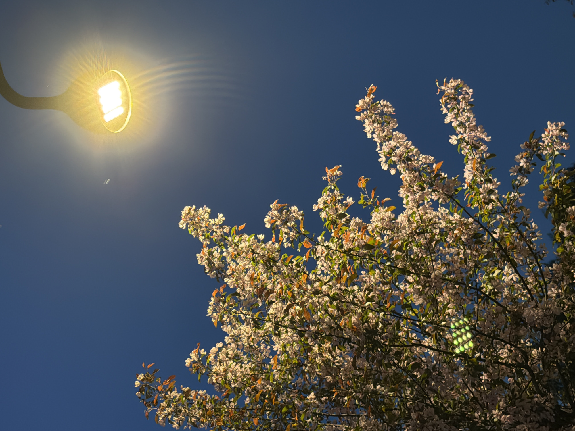 A low-angle shot shows a street lamp and a blooming tree against a dark blue sky. The street lamp, positioned in the upper left of the frame, emits a bright, warm yellow light, with visible reflections and flares. The tree, located on the right side of the image, is covered in numerous white blossoms with touches of green and some brownish leaves. The scene has a mix of natural and artificial illumination. The location is potentially Izhevsk, Russia but this is not ascertainable from the image.