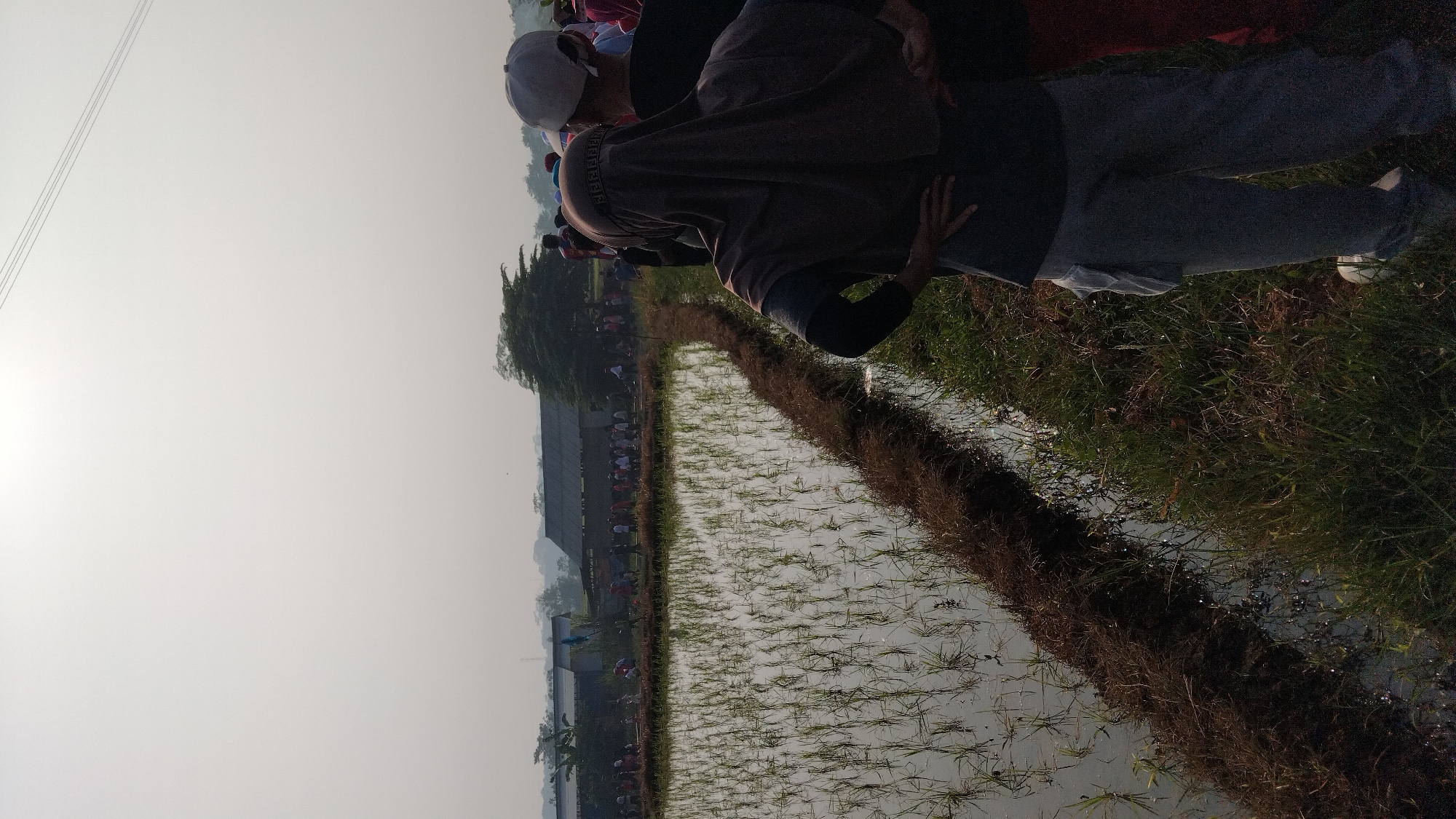 The image depicts a scene in the rice fields of Posong, Indonesia, under an overcast sky. In the foreground, two individuals are seen from behind, one wearing a dark headscarf and the other a white baseball cap. They are positioned on the grassy bank of a flooded rice paddy, which is filled with young rice seedlings. The paddy is bordered by a dark, straw-like material, likely dried rice stalks. Further in the background, a line of people, possibly villagers, are gathered along a path adjacent to more buildings. The structures appear to be rural dwellings or agricultural buildings, with some trees visible in the distance. The overall atmosphere is one of a communal gathering in a rural, agricultural setting.