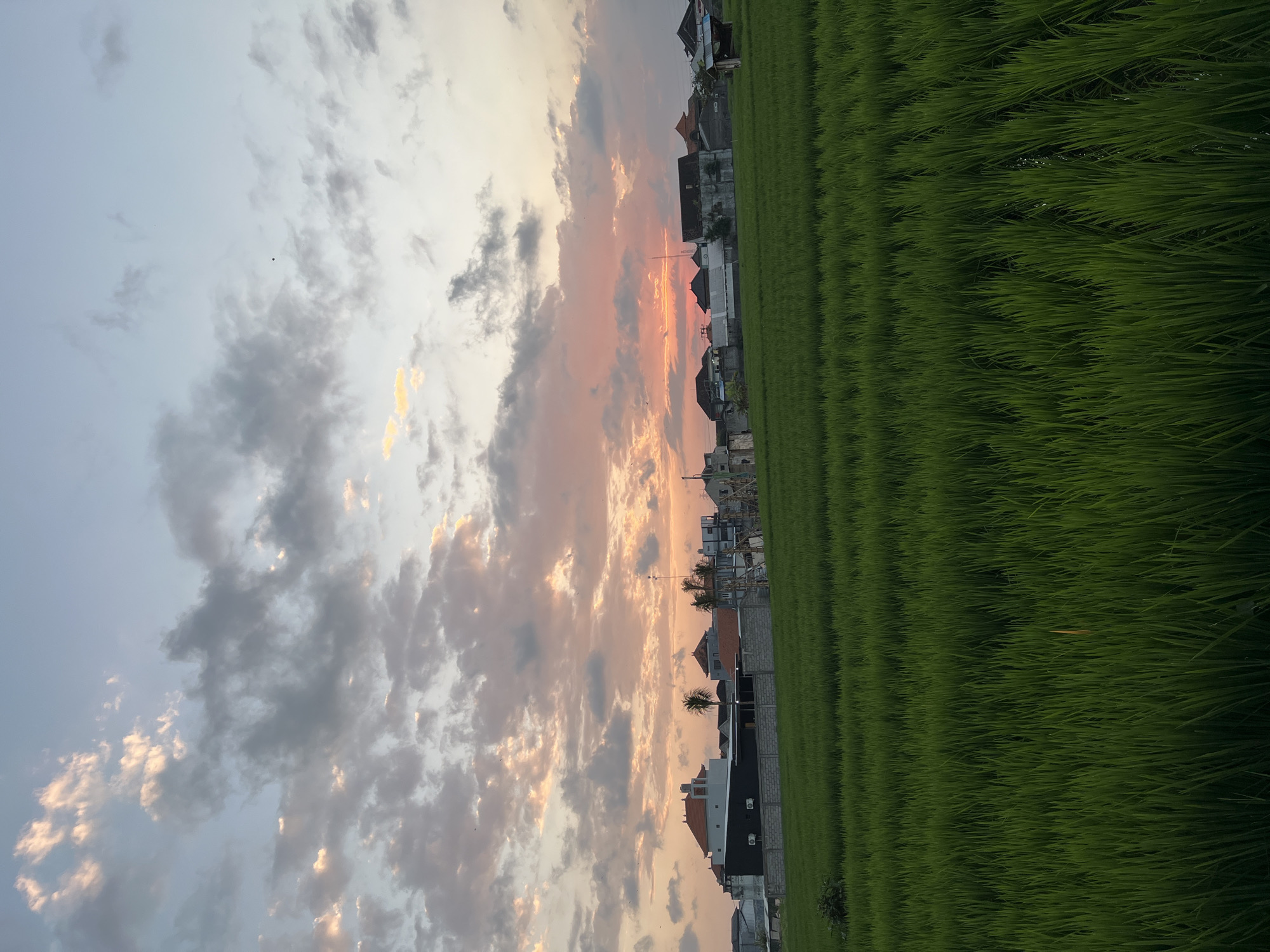 A serene sunset paints the sky with hues of pink and orange over a verdant rice paddy in Mengwi, Indonesia. The foreground is dominated by the lush, green stalks of rice plants, meticulously cultivated in rows that stretch towards the horizon. In the midground, a cluster of houses and buildings with terracotta and gray roofs are nestled against the backdrop of the vibrant sky, suggesting a rural or semi-urban setting. Palm trees punctuate the landscape, adding to the tropical ambiance. The sky above is a canvas of dynamic clouds, some tinged with the warm glow of the setting sun, while others are a soft gray, creating a sense of depth and atmosphere. The overall scene evokes a peaceful and picturesque view of the Indonesian countryside at dusk.