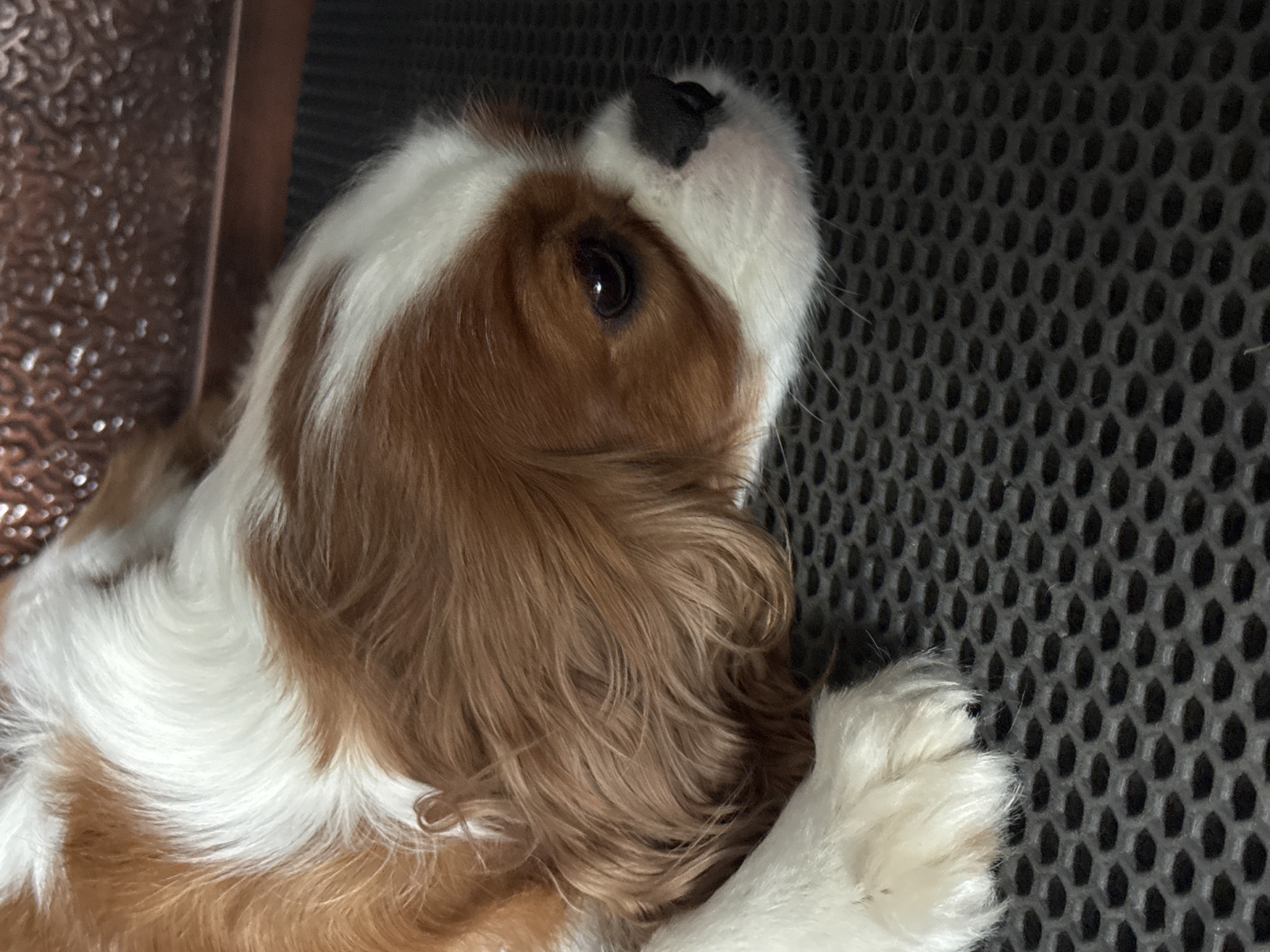 A Cavalier King Charles Spaniel with brown and white fur lies on a dark, textured surface. The dog's head is in the foreground, facing to the right, with its eyes closed or looking down. The background shows a glimpse of a textured, metallic surface.